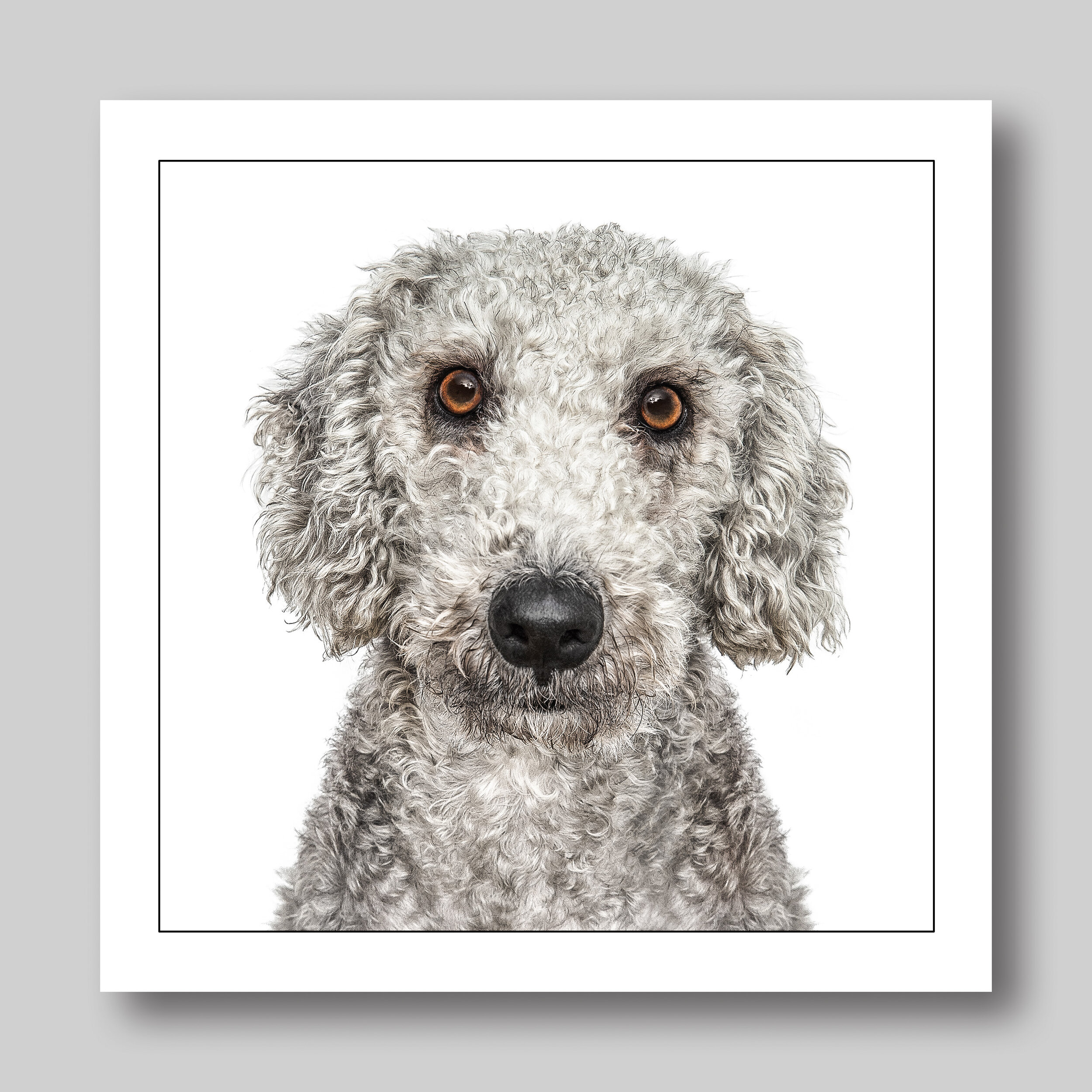 bedlington terrier - D20