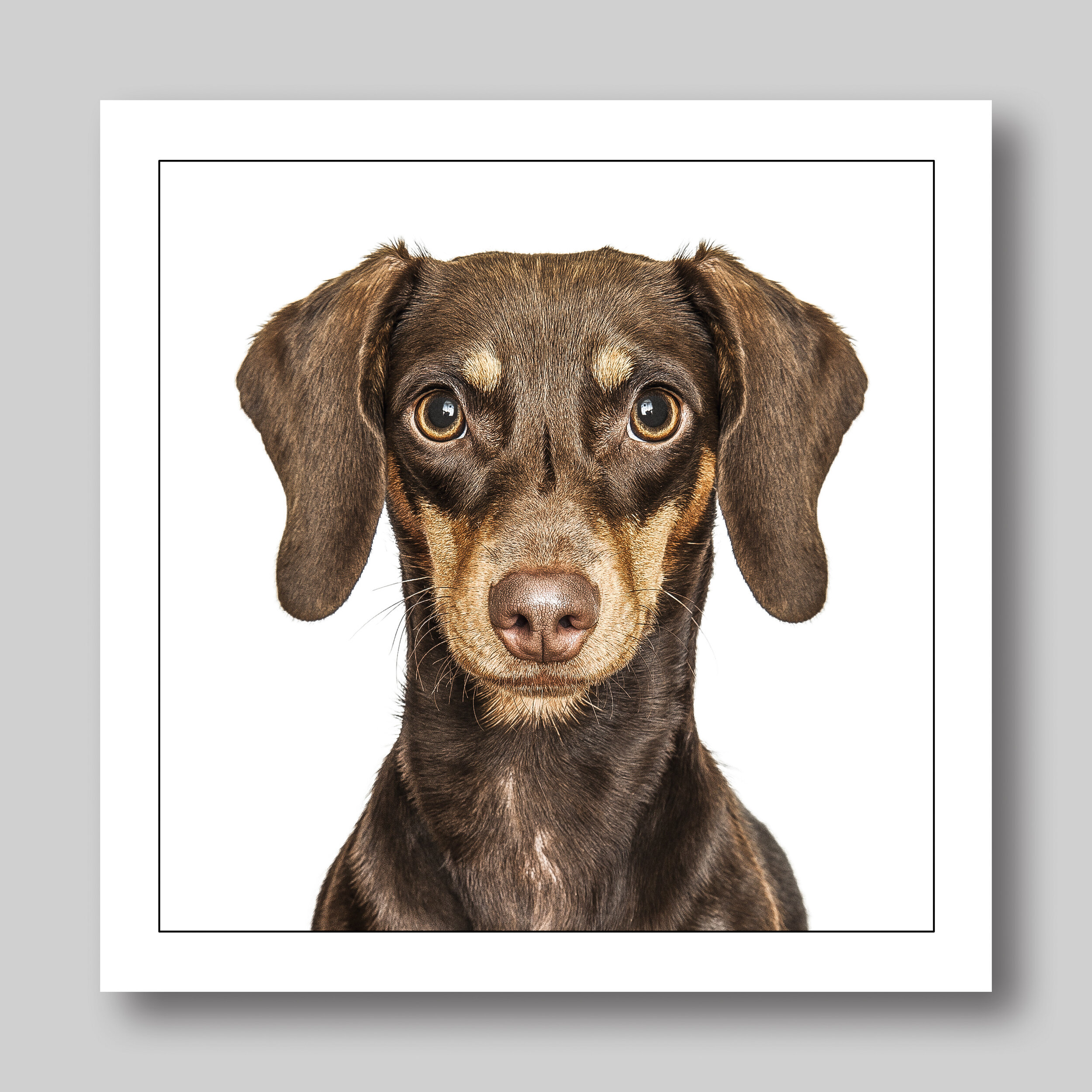 brown dachshund - D22