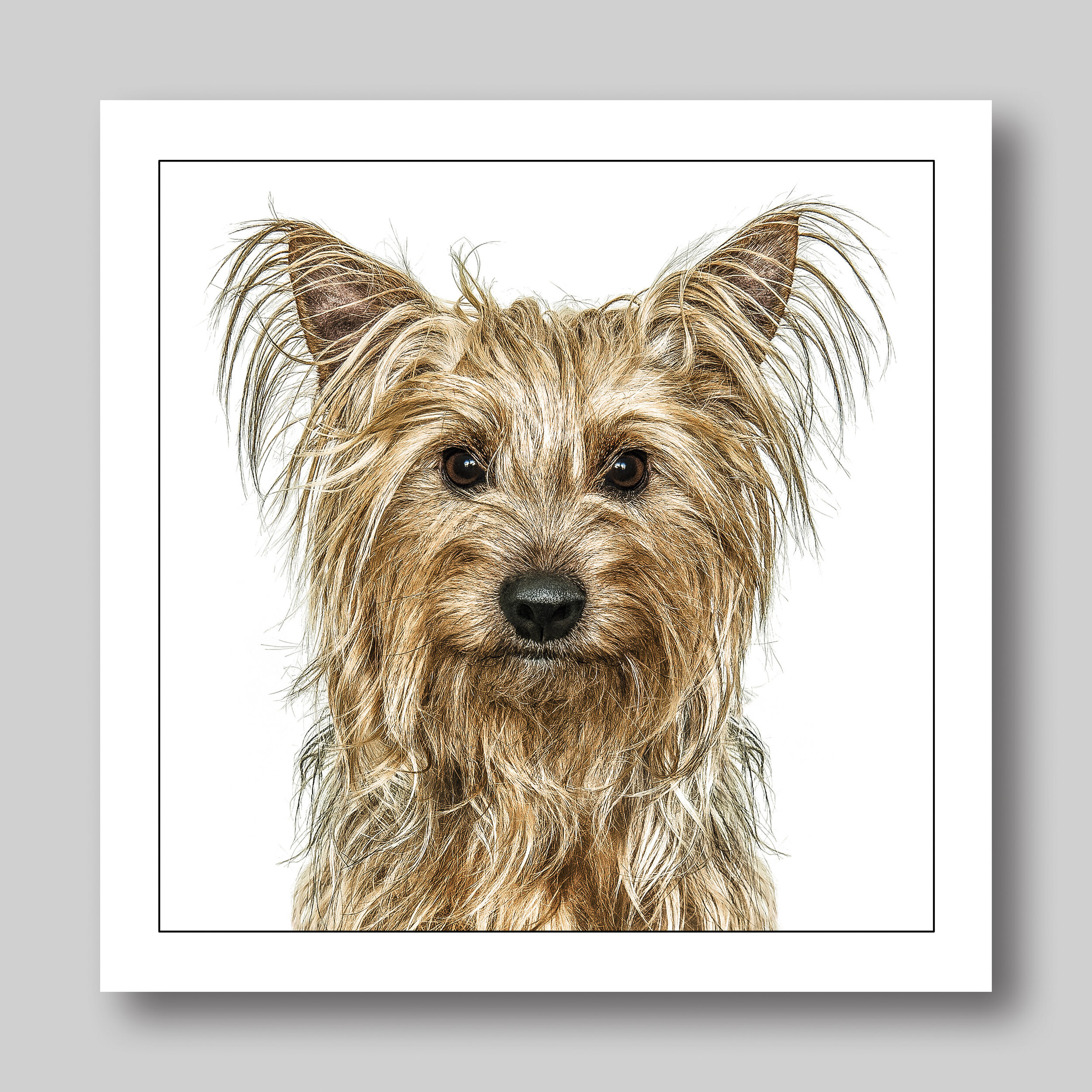 yorkshire terrier - D25