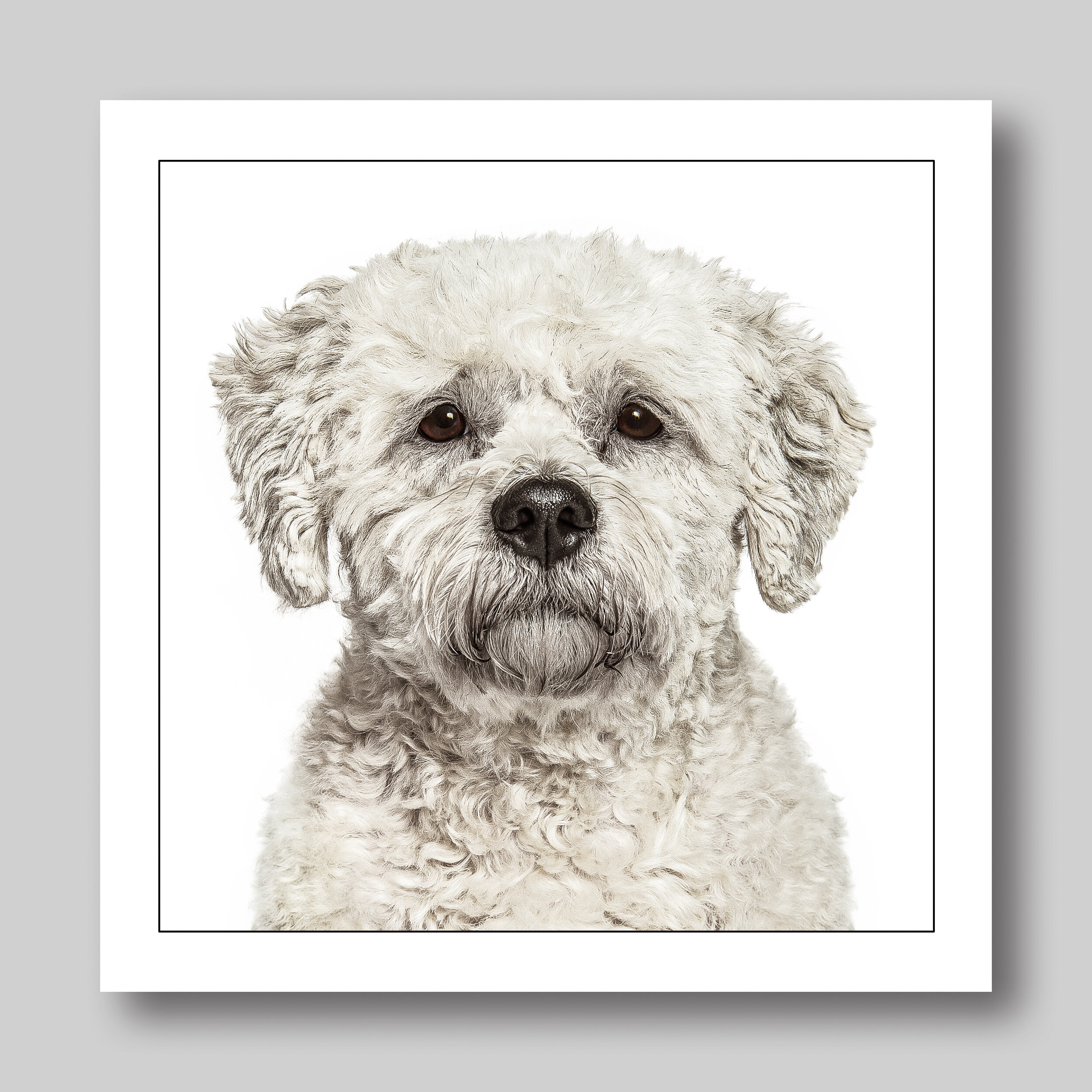 bichon frise - D28