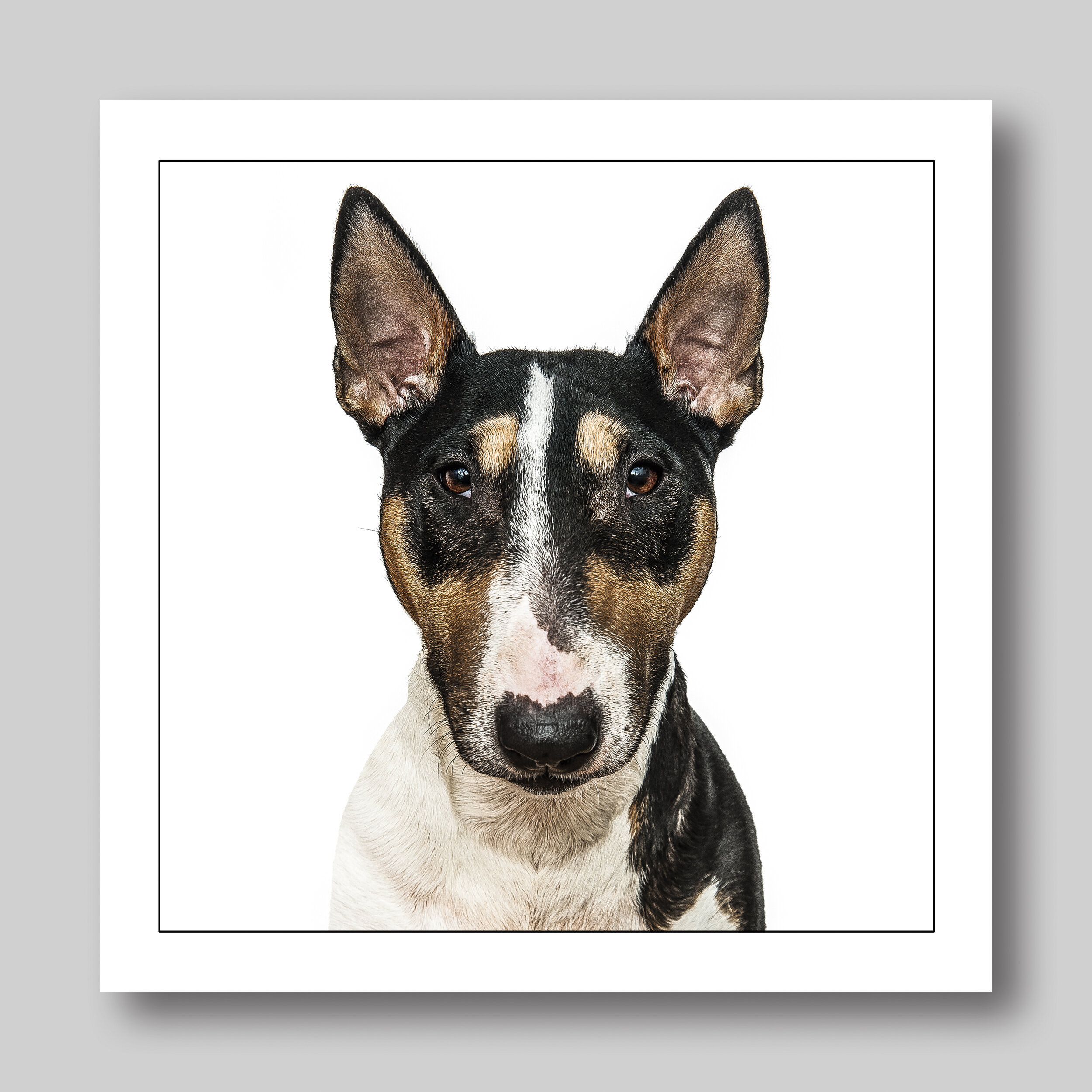 english bull terrier - D37