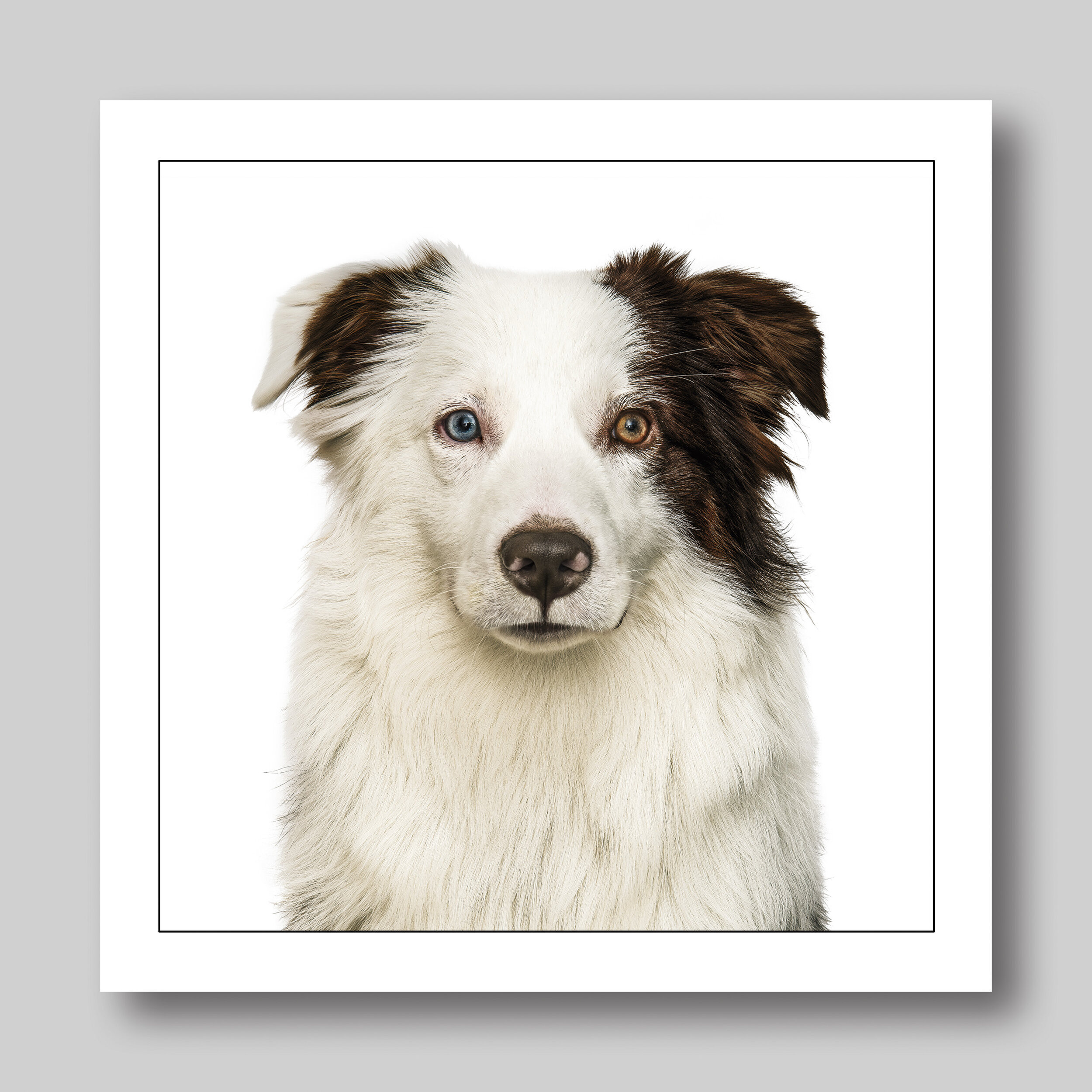 miniature australian shepherd - D46