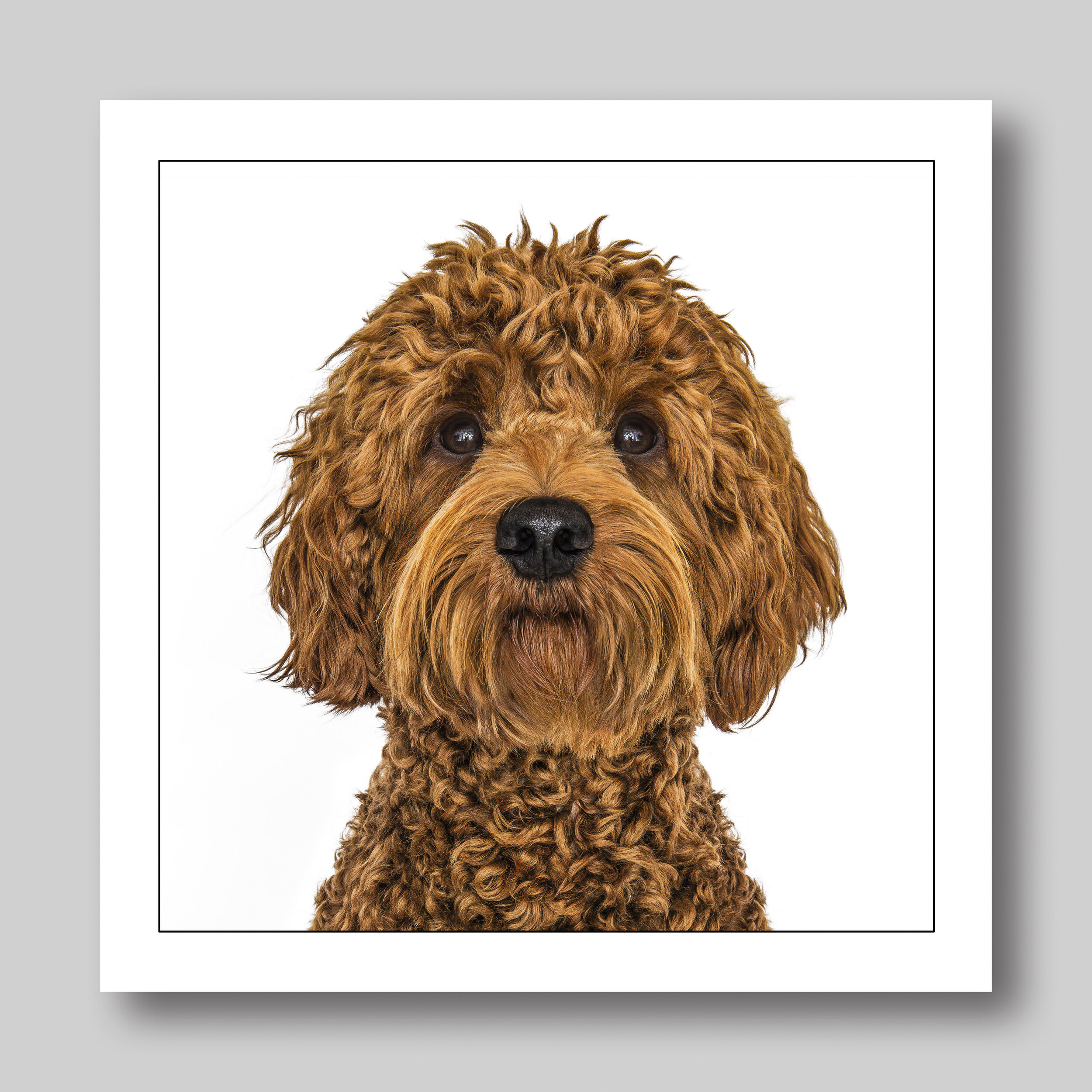 australian labradoodle - D45