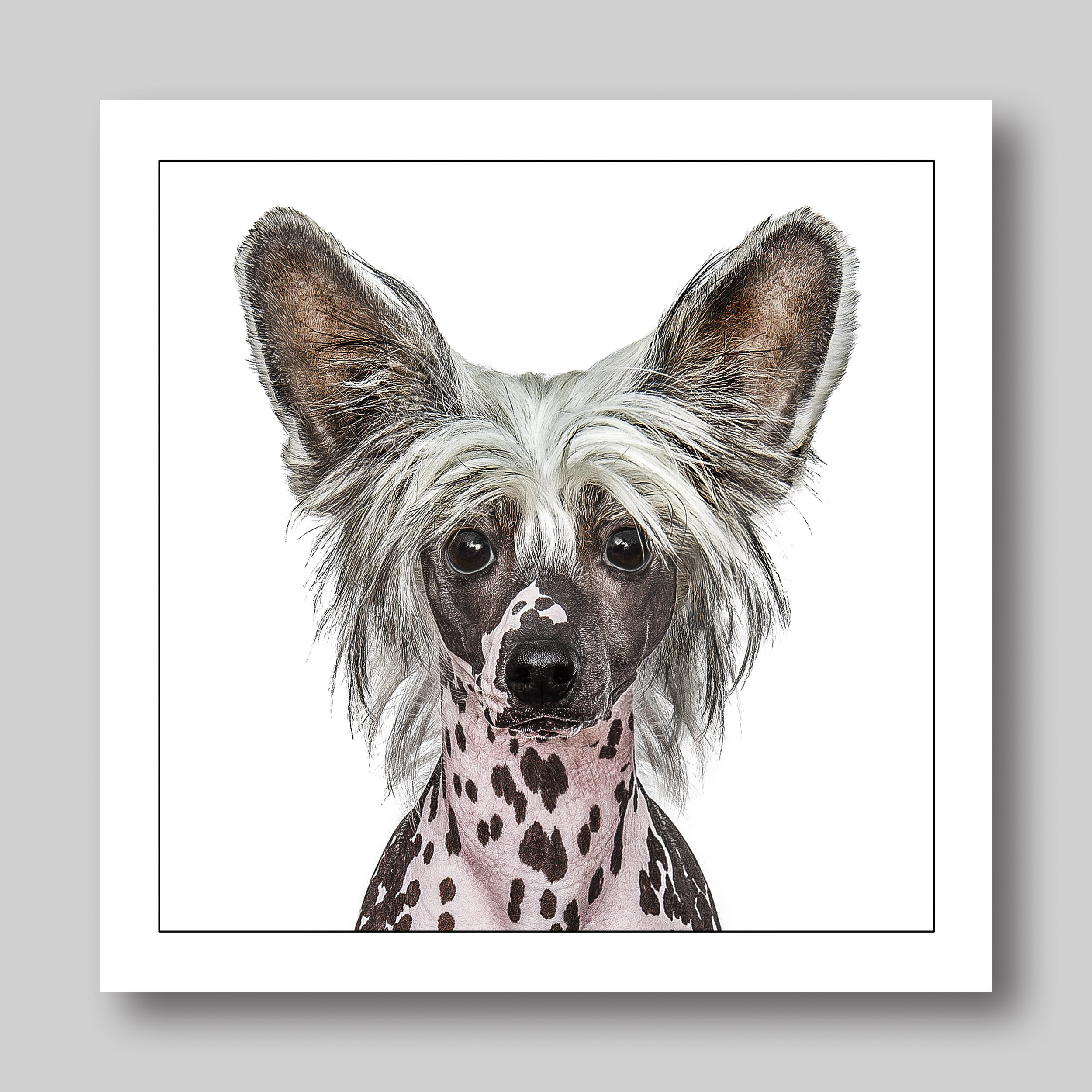 chinese crested - D51