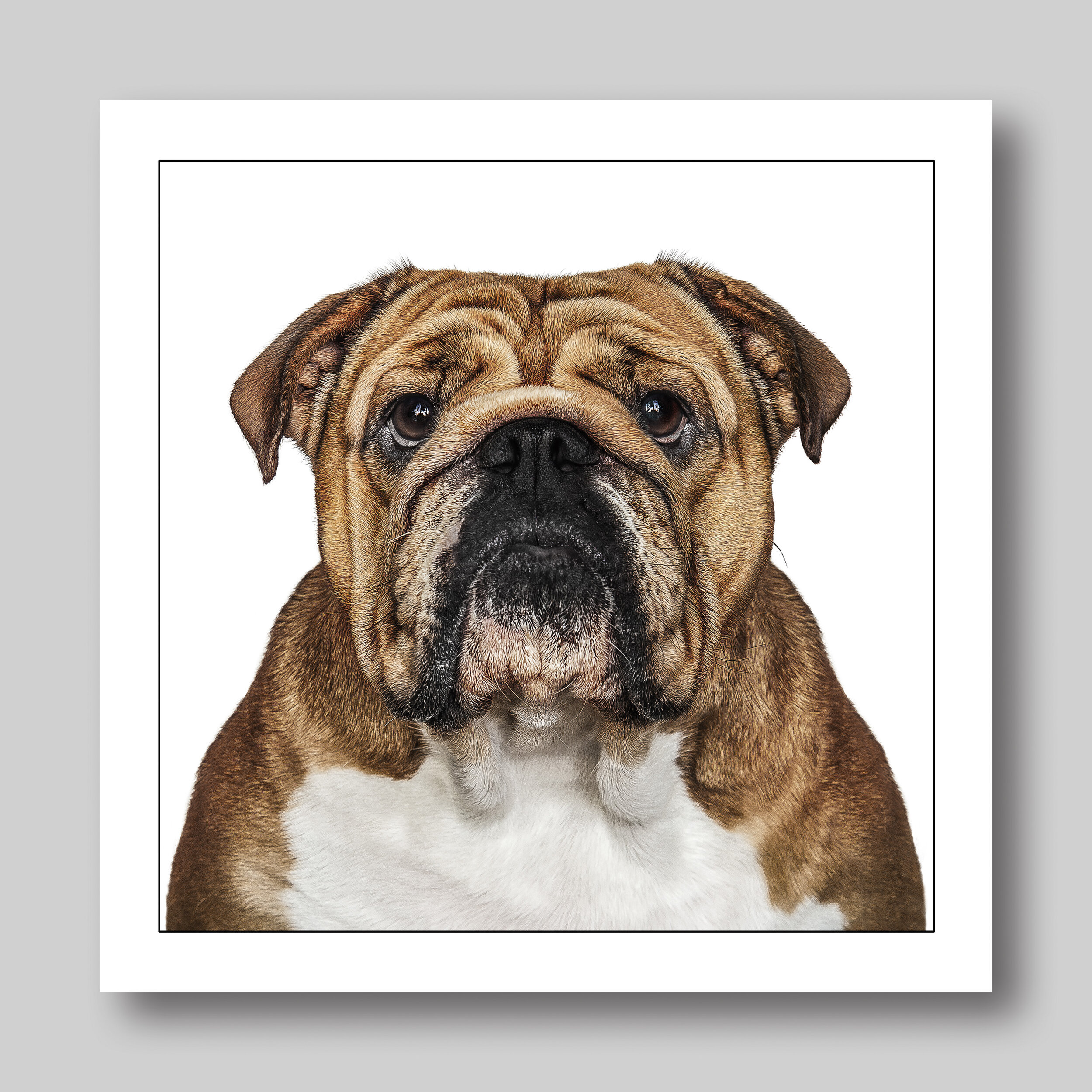 english bulldog - D54