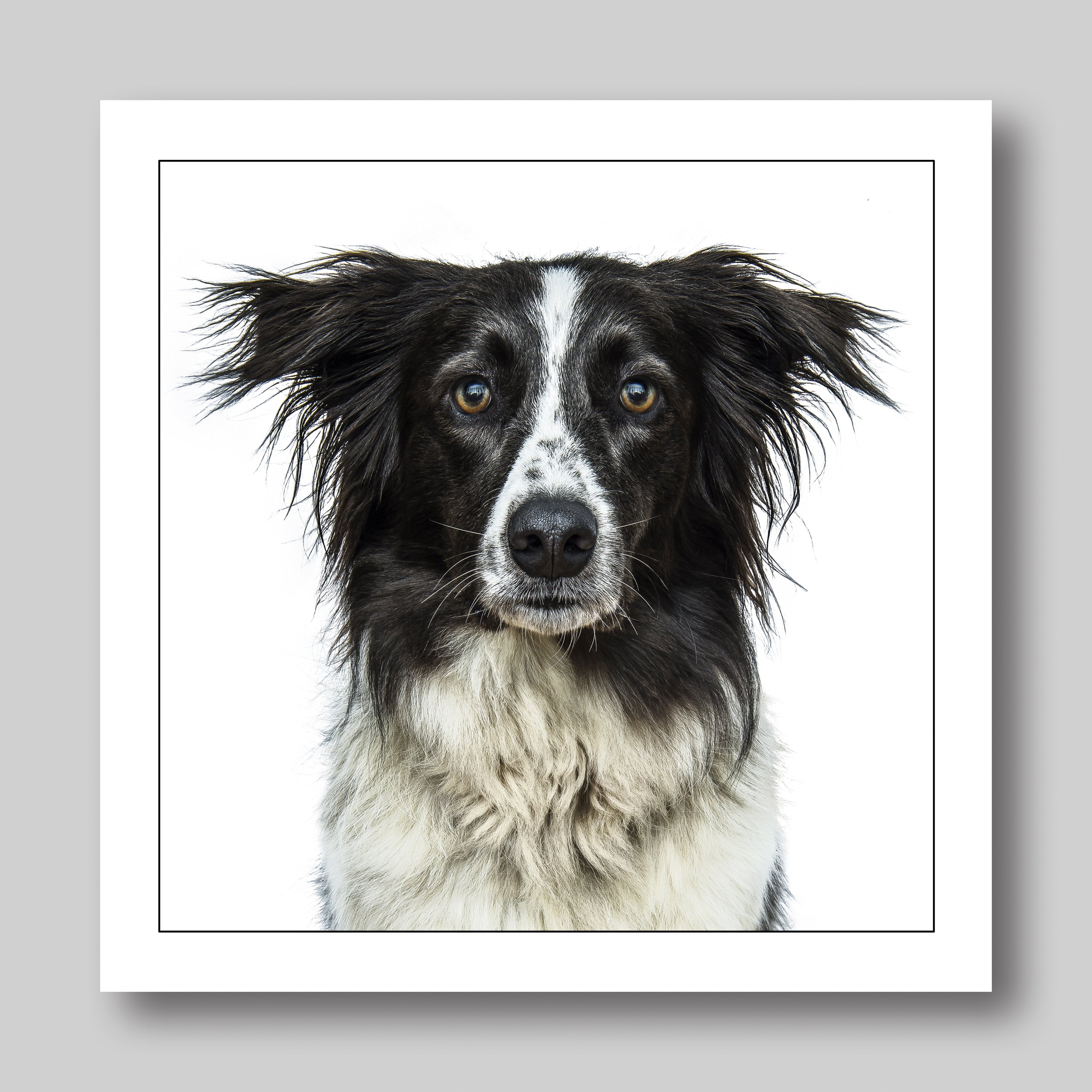 border collie - D55