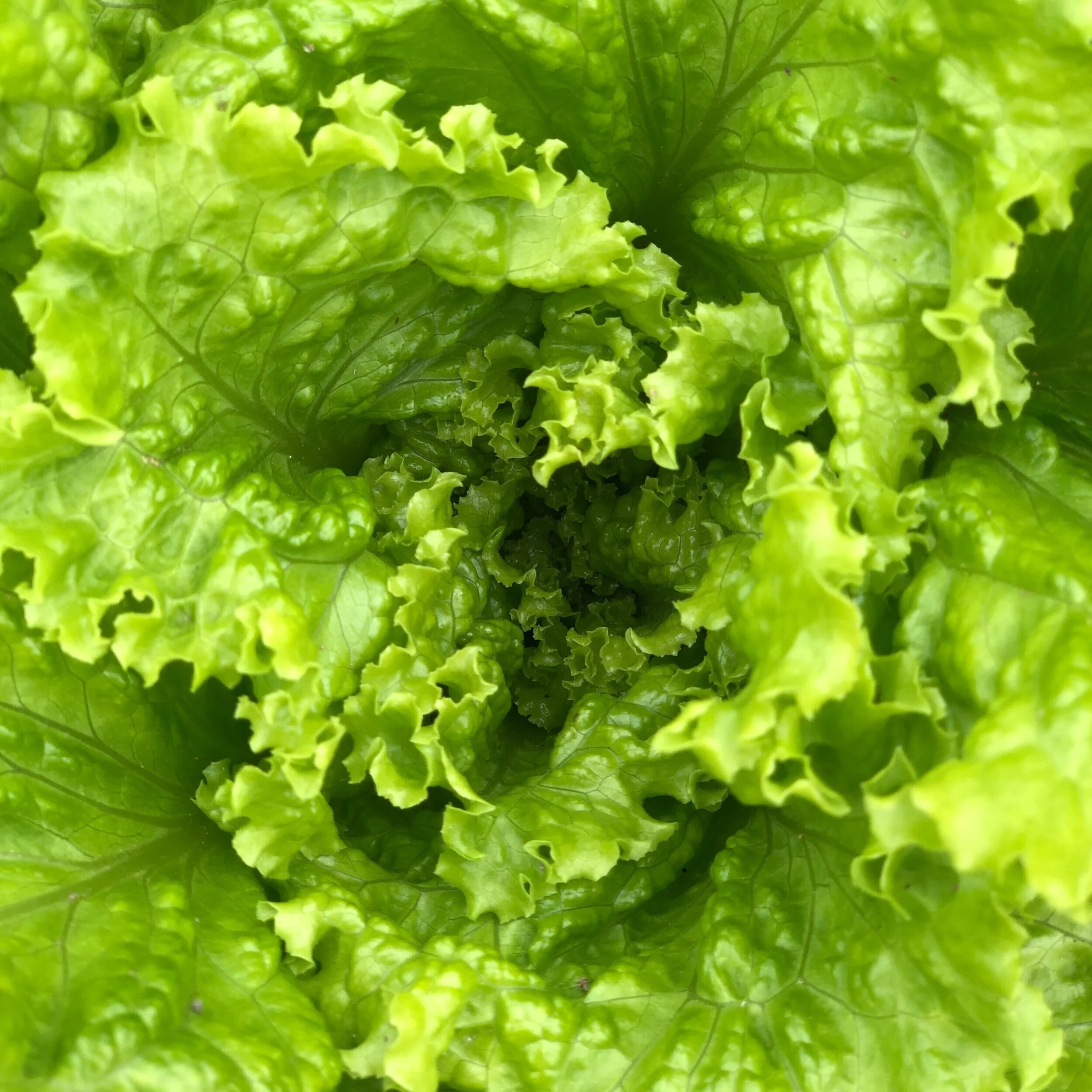 Episode 78: Eating Healthfully on a BudgetEating well doesn’t have to be about expensive smoothies and supplements. This episode highlights how  dancers who are living on a budget or perhaps in a dorm room without blenders or extensive kitchen equip…