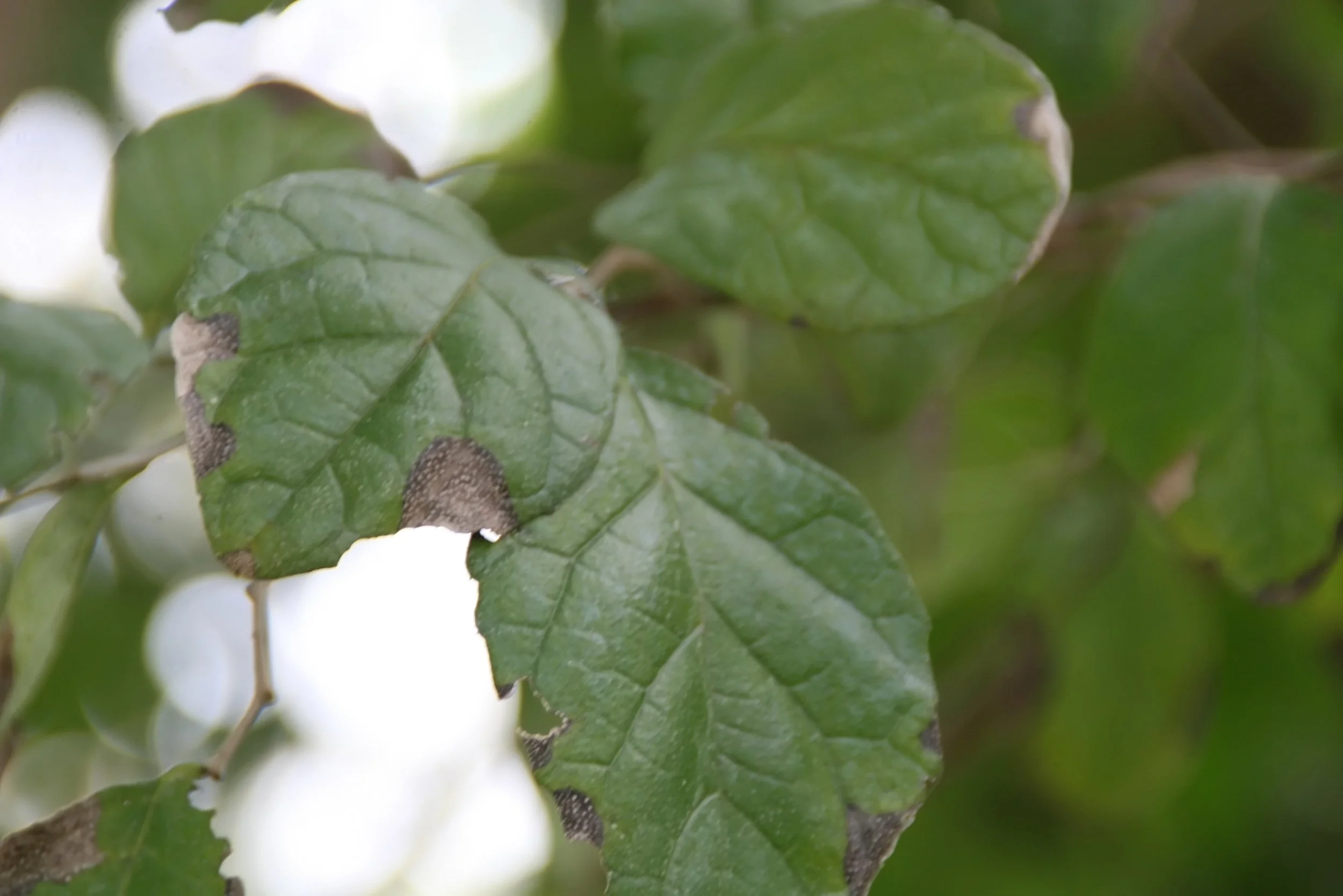 “ Ehretia anacua 12zz ” by David Stang is licensed under CC BY 4.0