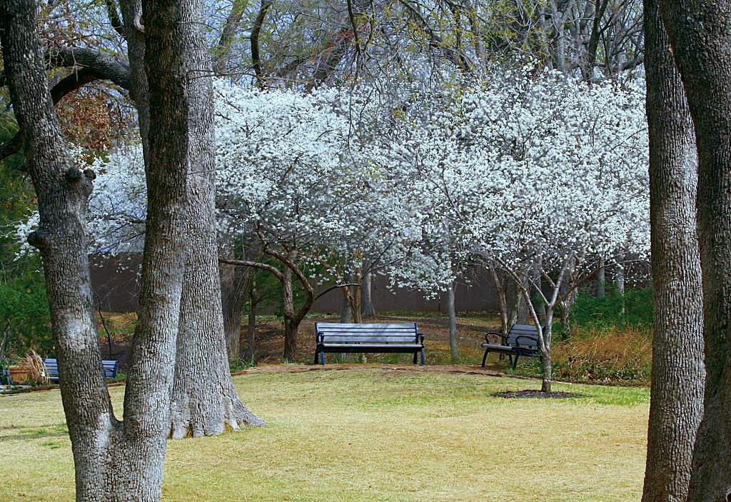 “Mexican Plum Blossoms” by TexasEagle is licensed under CC BY 2.0