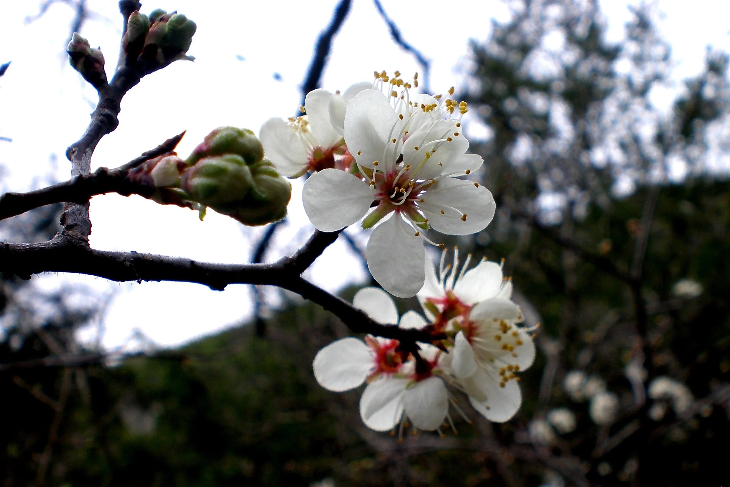 “Mexican Plum” by Mary PK Burns is licensed under CC BY 2.0