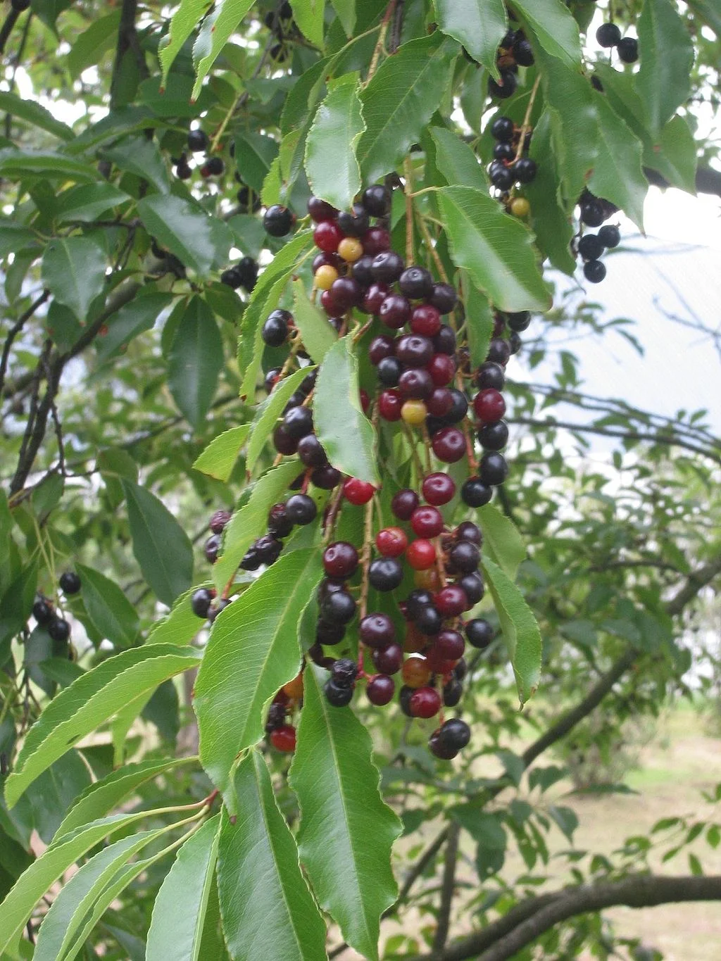“Immature fruit” by Rasbak is licensed under CC BY 3.0