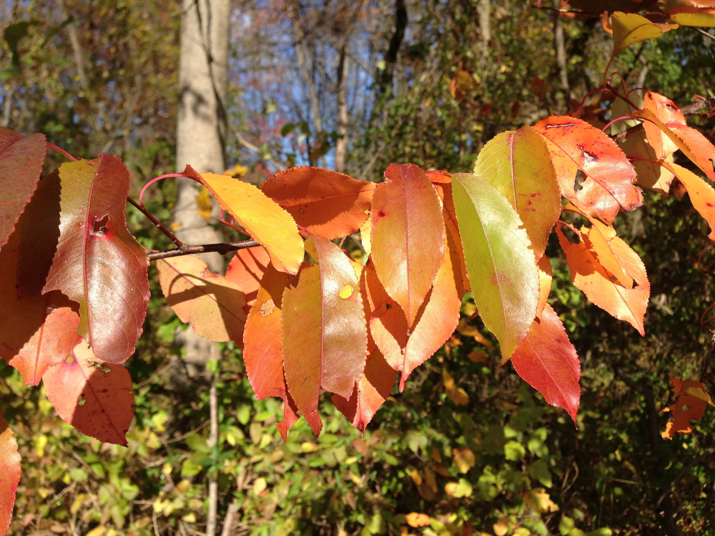 “Autumn foliage” by Famartin is licensed under CC BY 4.0