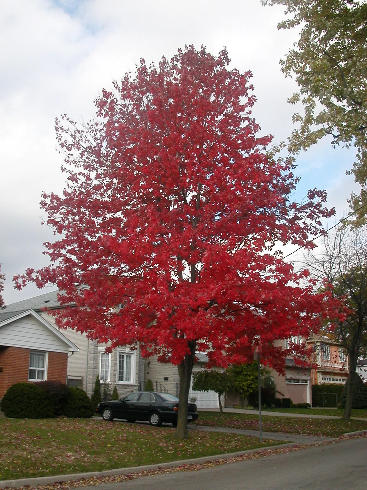 “fall colours (1)” by nothingtosay is licensed under CC BY 2.0
