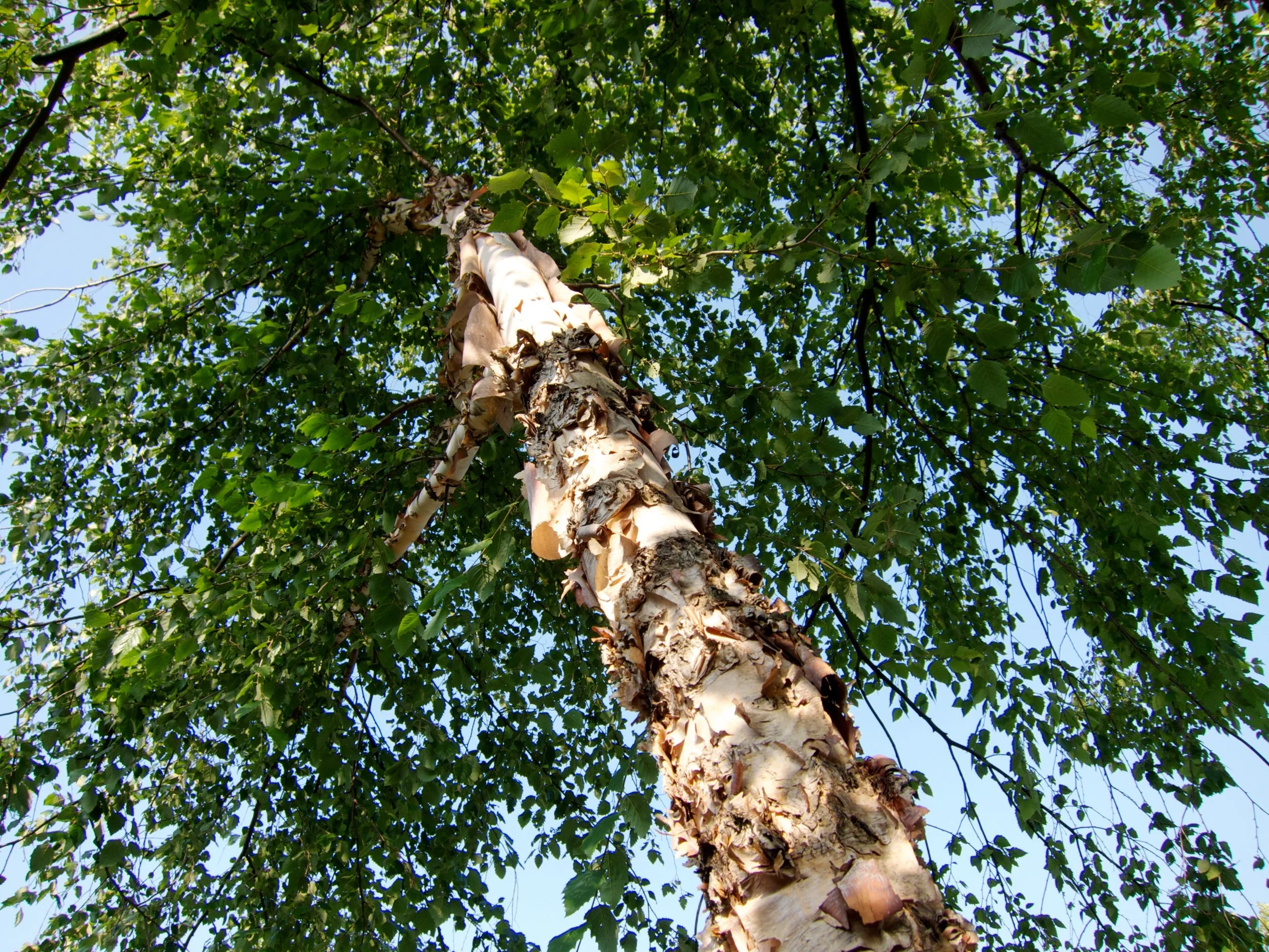 “River Birch Tree 黑樺” by beautifulcataya is licensed under CC BY 2.0