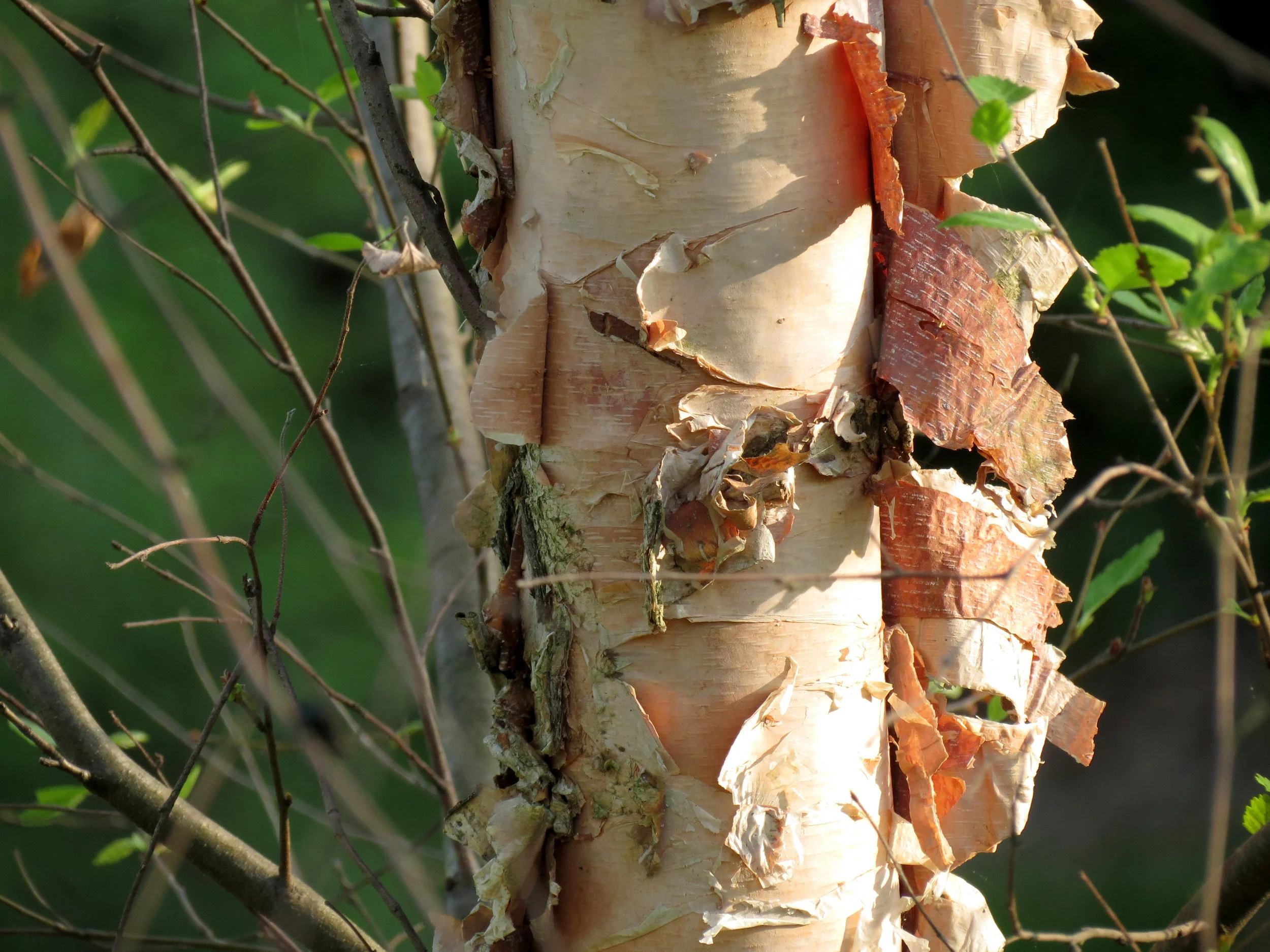 “River Birch” by Katja Schulz is licensed under CC BY 2.0