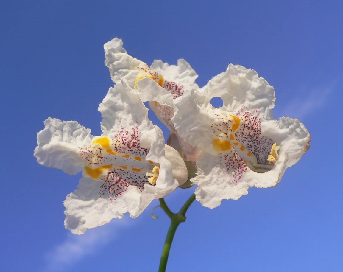 “Catalpa bignonioides (Indian Bean Tree)” by Luigi Strano is licensed under CC BY 2.0