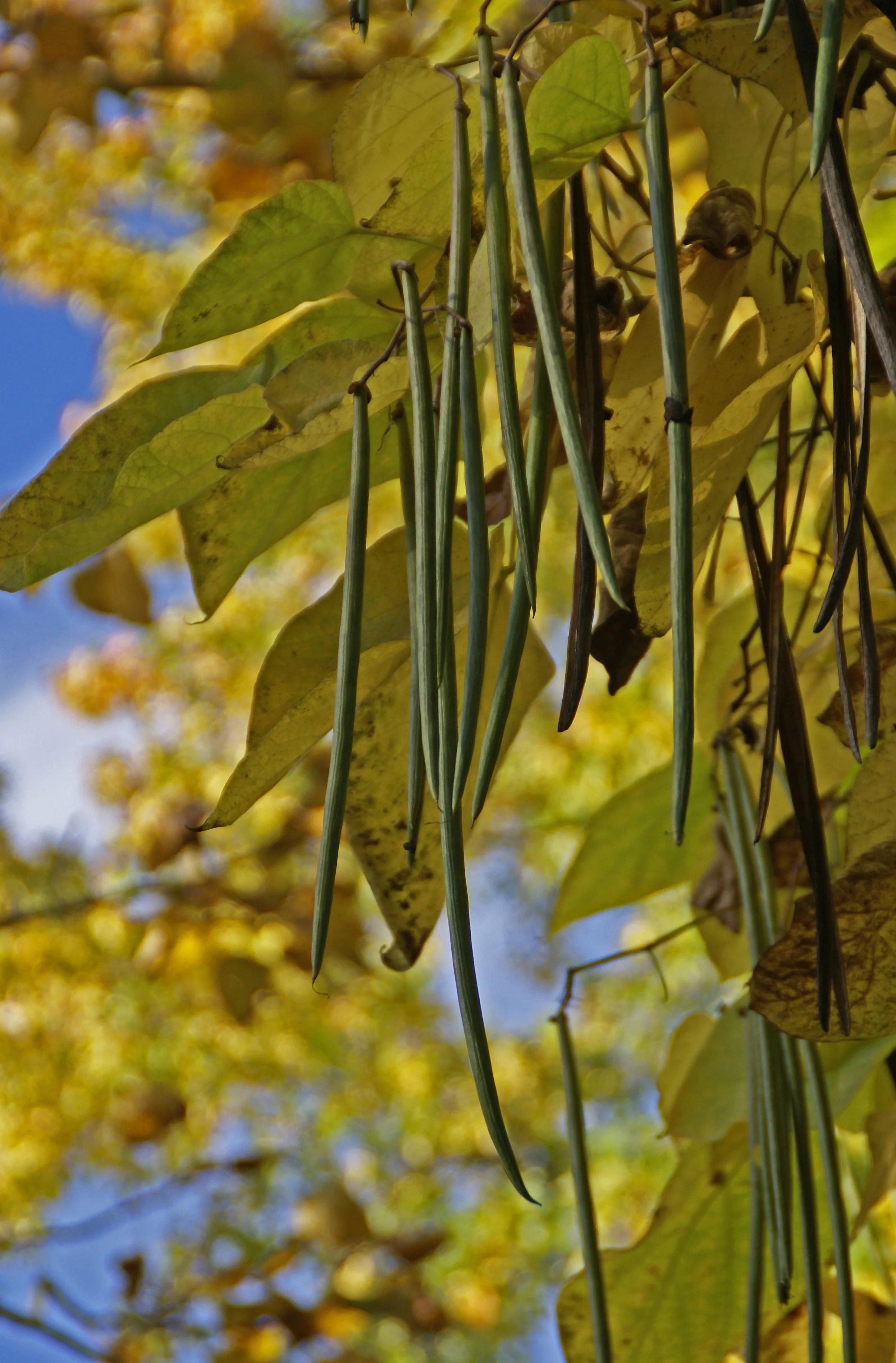 “Trompetenbaum, gewöhnlicher / southern catalpa (Catalpa bignonioides)” by HEN-Magonza is licensed under CC BY 2.0