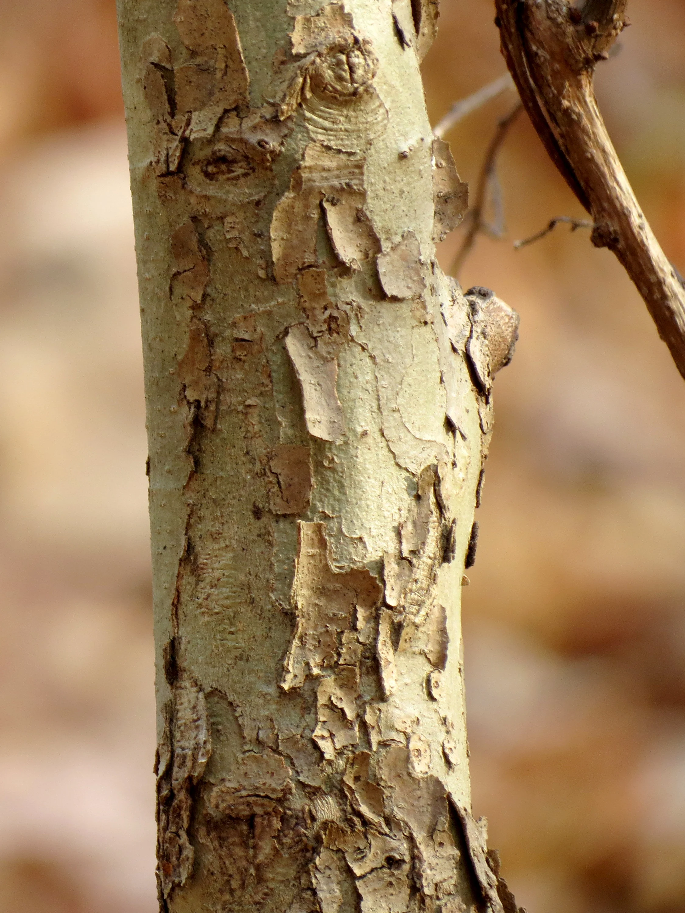 “ American Sycamore ” by Katja Schulz is licensed under CC BY 2.0
