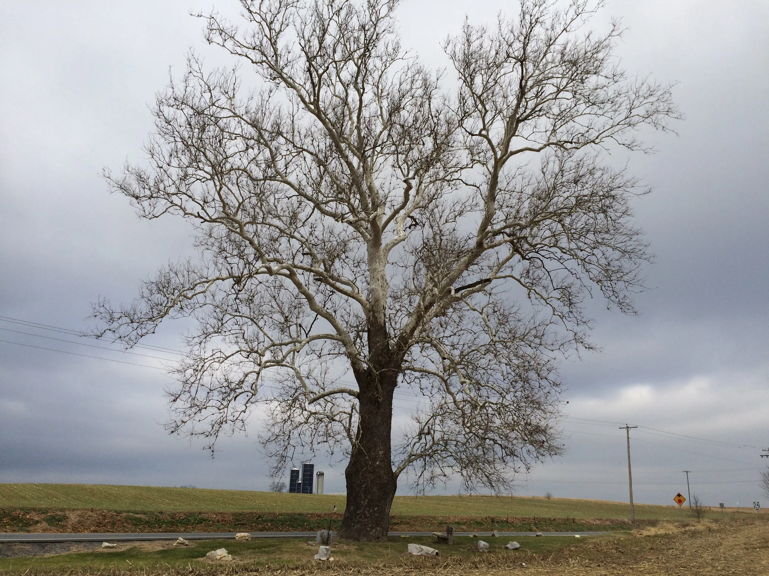 “ 300 Year Old American Sycamore Tree ” by Robert Cline is licensed under CC BY 2.0