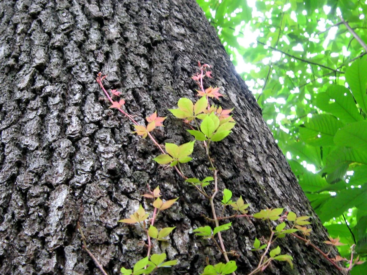 “ virginia creeper tickling a cherrybark oak ” by naomivantol is licensed under CC BY 2.0