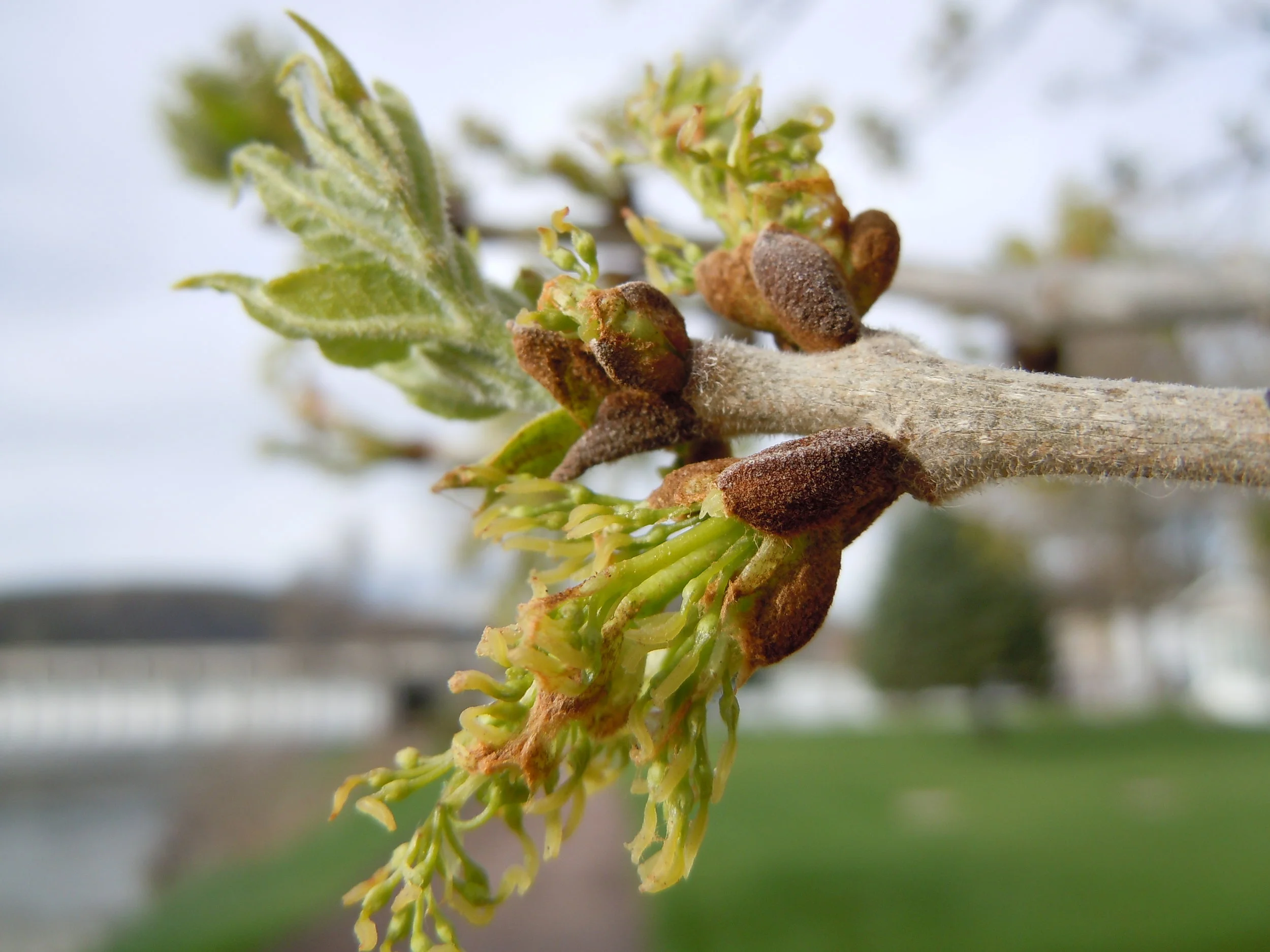 “ Fraxinus pennsylvanica ” by Matt Lavin is licensed under CC BY 2.0