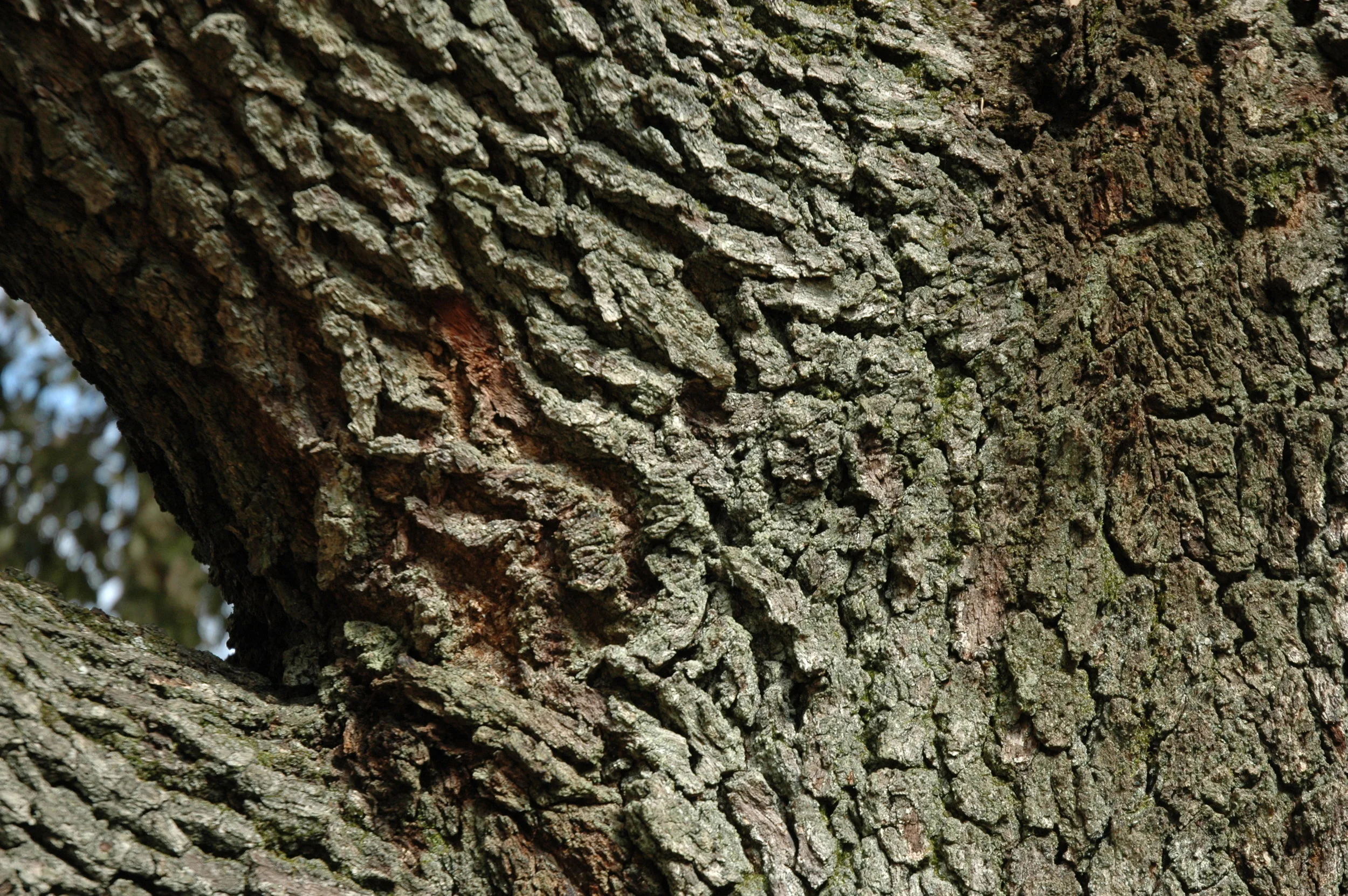 “ Quercus virginiana ” by Bruce Kirchoff is licensed under CC BY 2.0