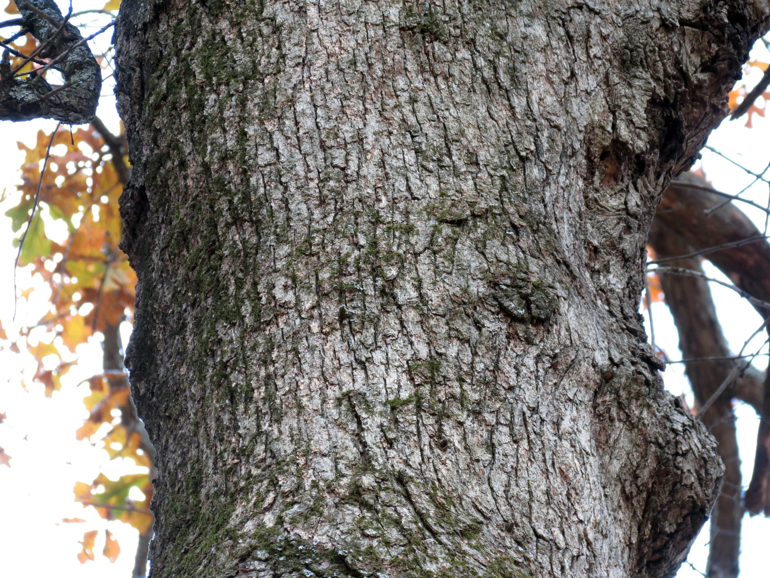 “ Post Oak ” by Katja Schulz is licensed under CC BY 2.0