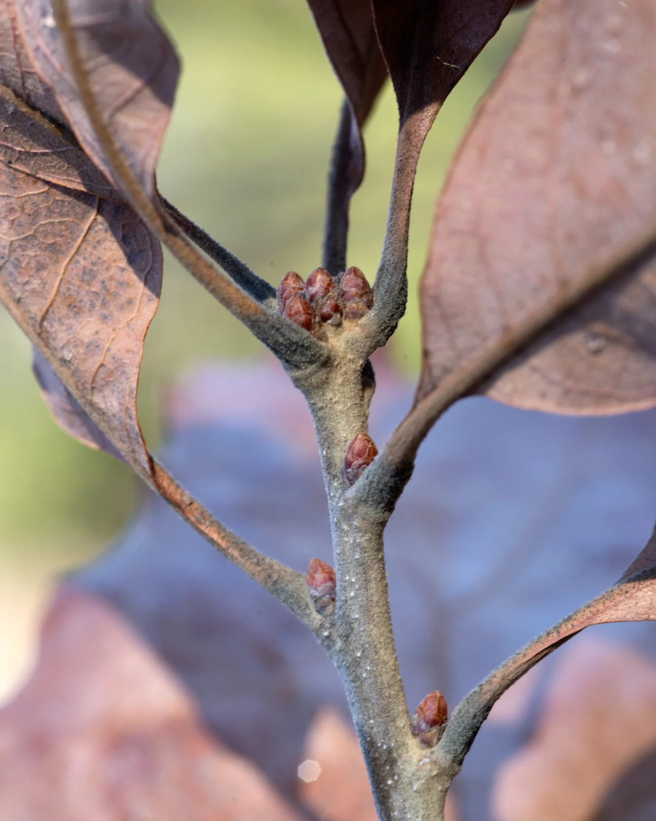 “ _DSC5694 ” by Plant Image Library is licensed under CC BY 2.0