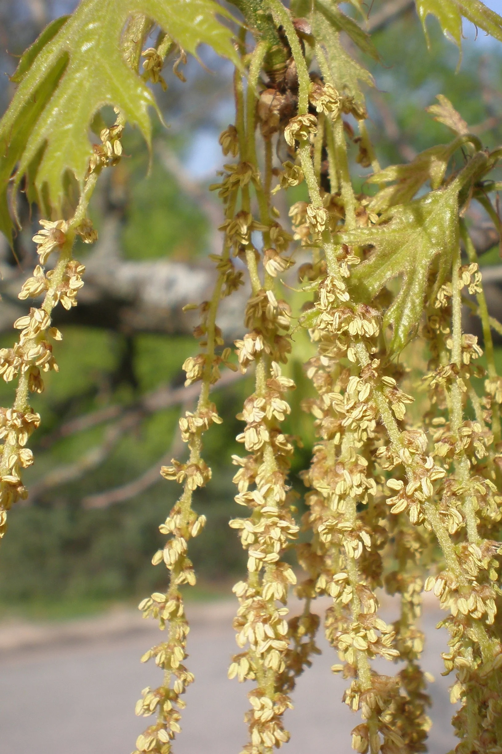 “ Buckley X Shumard Oak ” by Mary PK Burns is licensed under CC BY 2.0