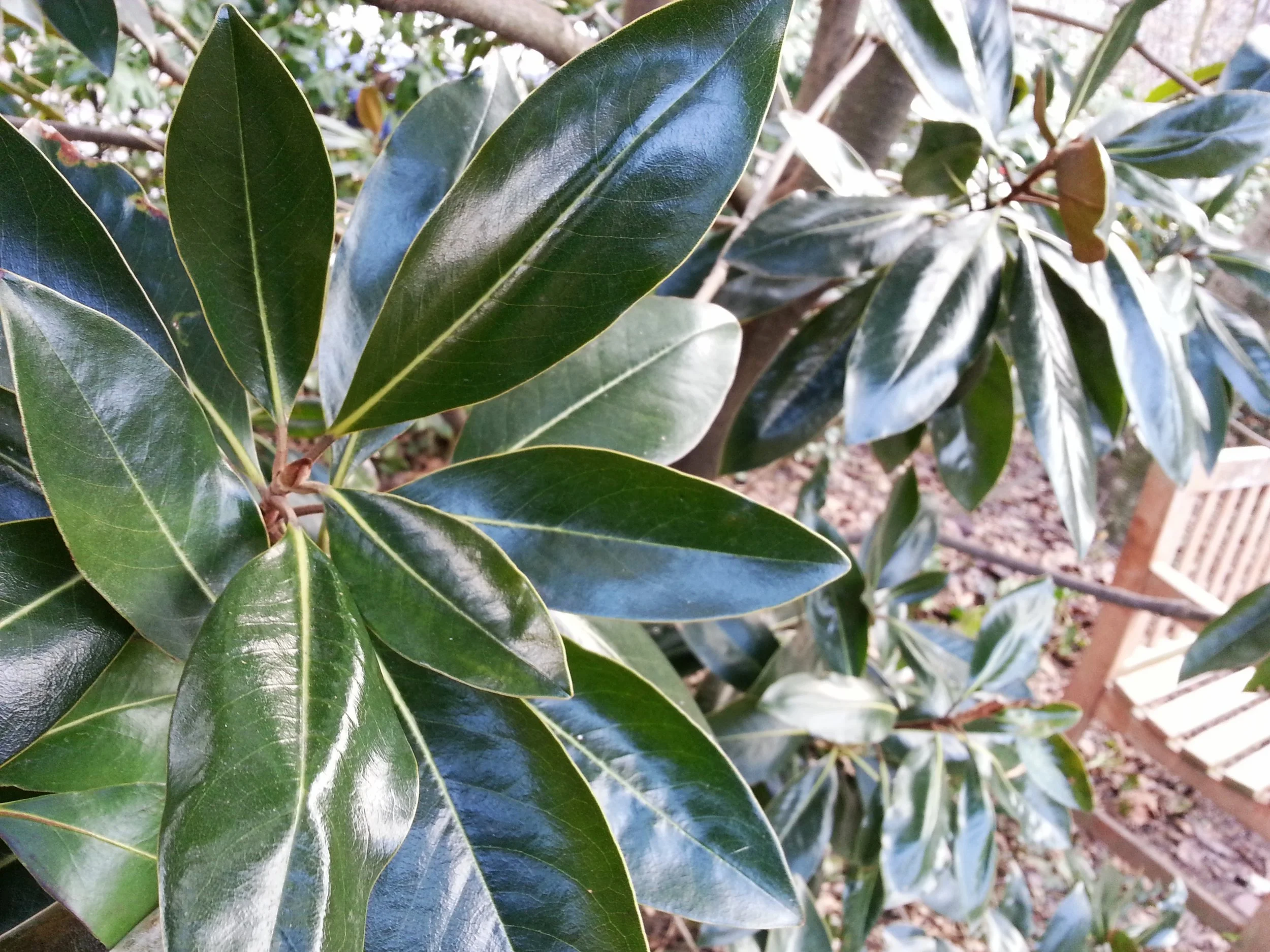 “ Magnolia grandiflora ” by Matt Green is licensed under CC BY 2.0