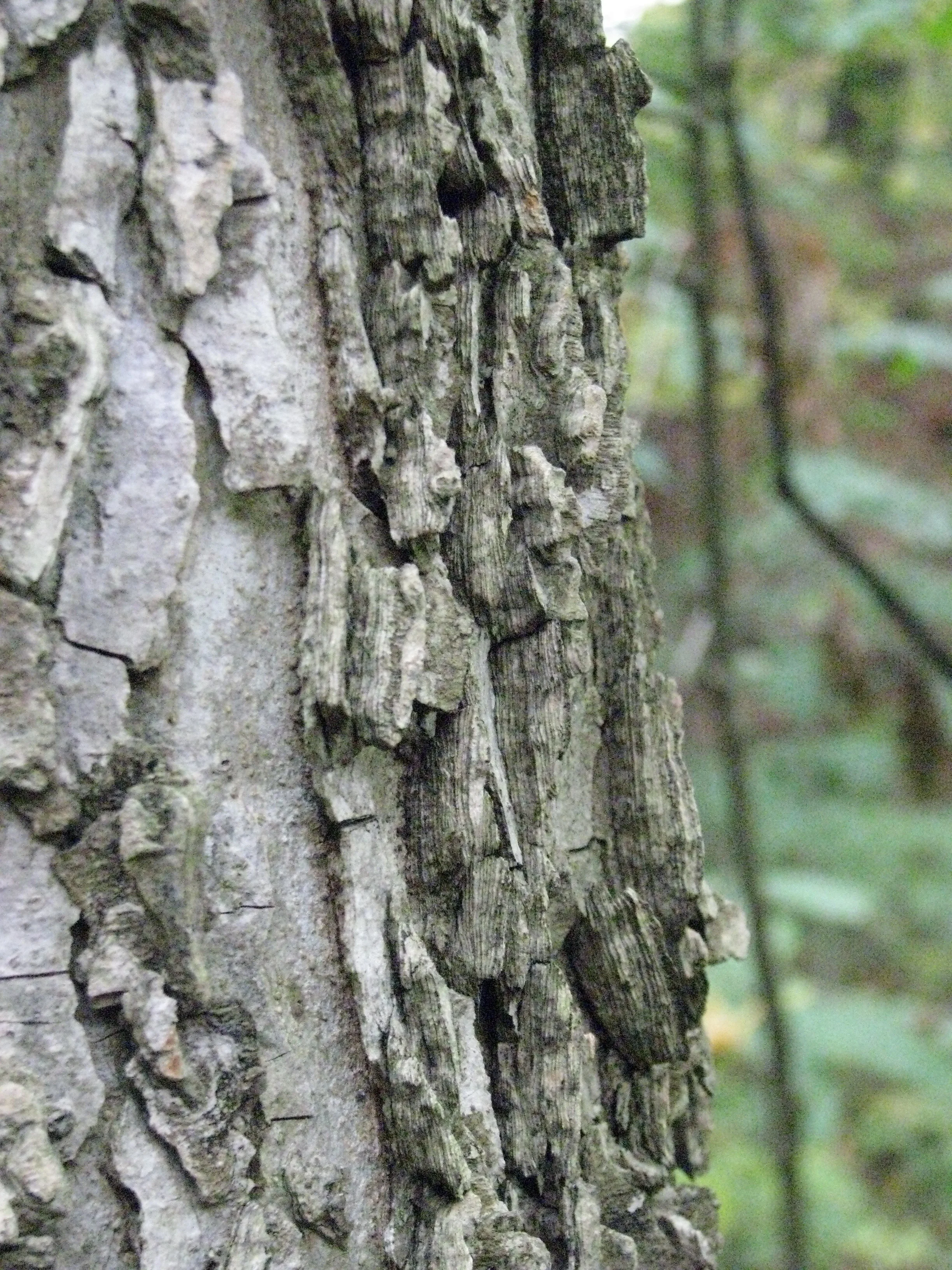 “ Celtis occidentalis (bark) - Ulmaceae ” by Kerry Woods is licensed under CC BY 2.0