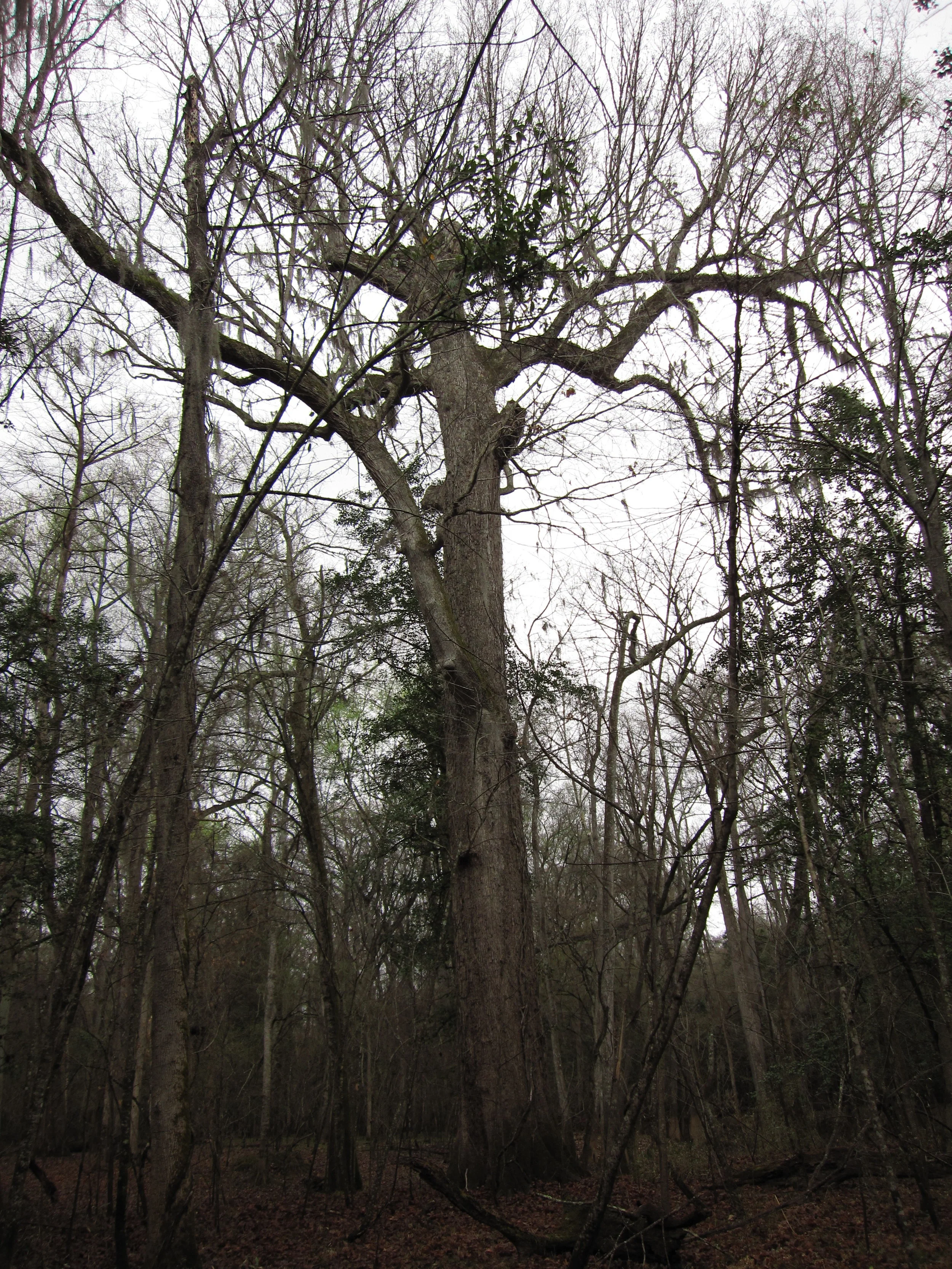 “ Swamp Chestnut Oak ” by Chris M Morris is licensed under CC BY 2.0