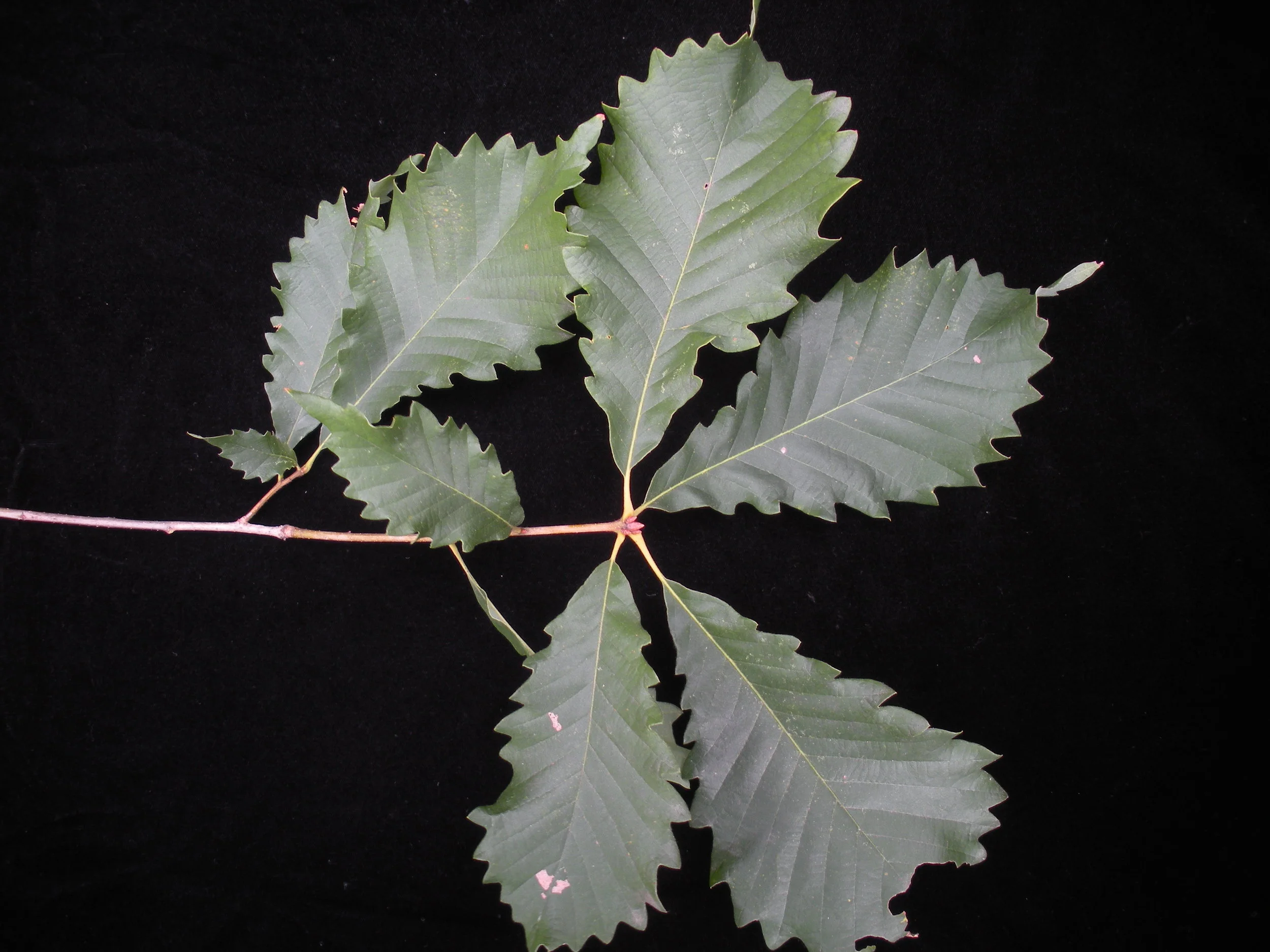 “ Quercus michauxii ” by Bruce Kirchoff is licensed under CC BY 2.0