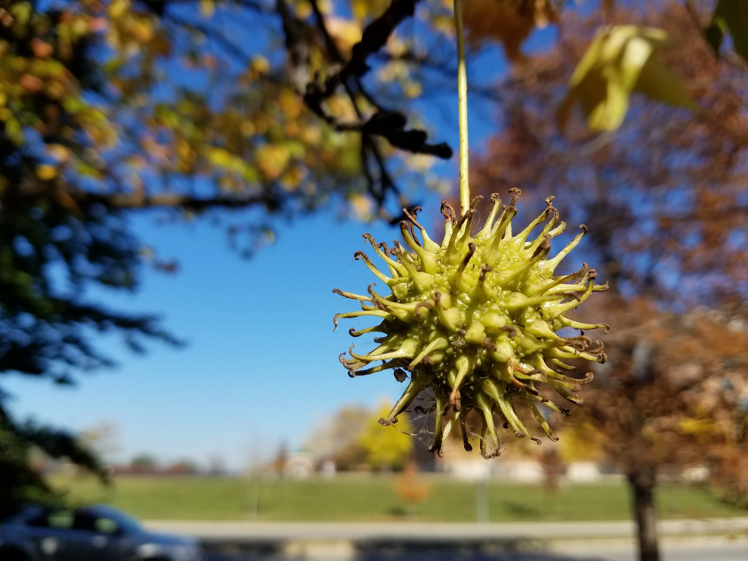 “ American Sweetgum ” by Dan Keck is licensed under CC BY 1.0