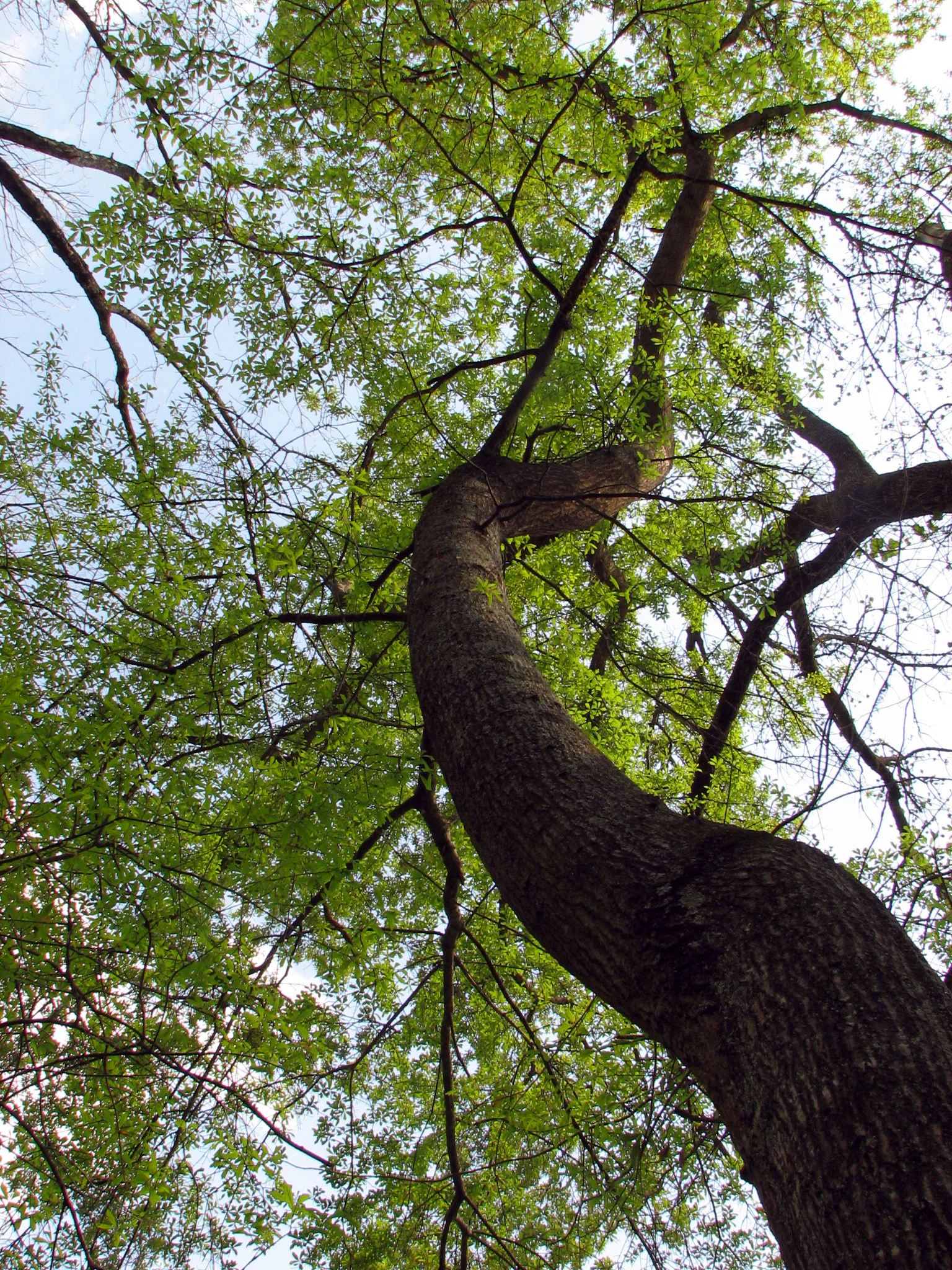 “ Water Oak ” by Katja Schulz is licensed under CC BY 2.0