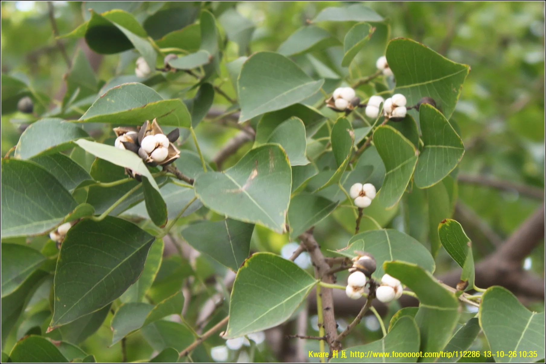 “ 乌柏树 Chinese tallow tree ” by Kware Ji is licensed under CC BY 2.0