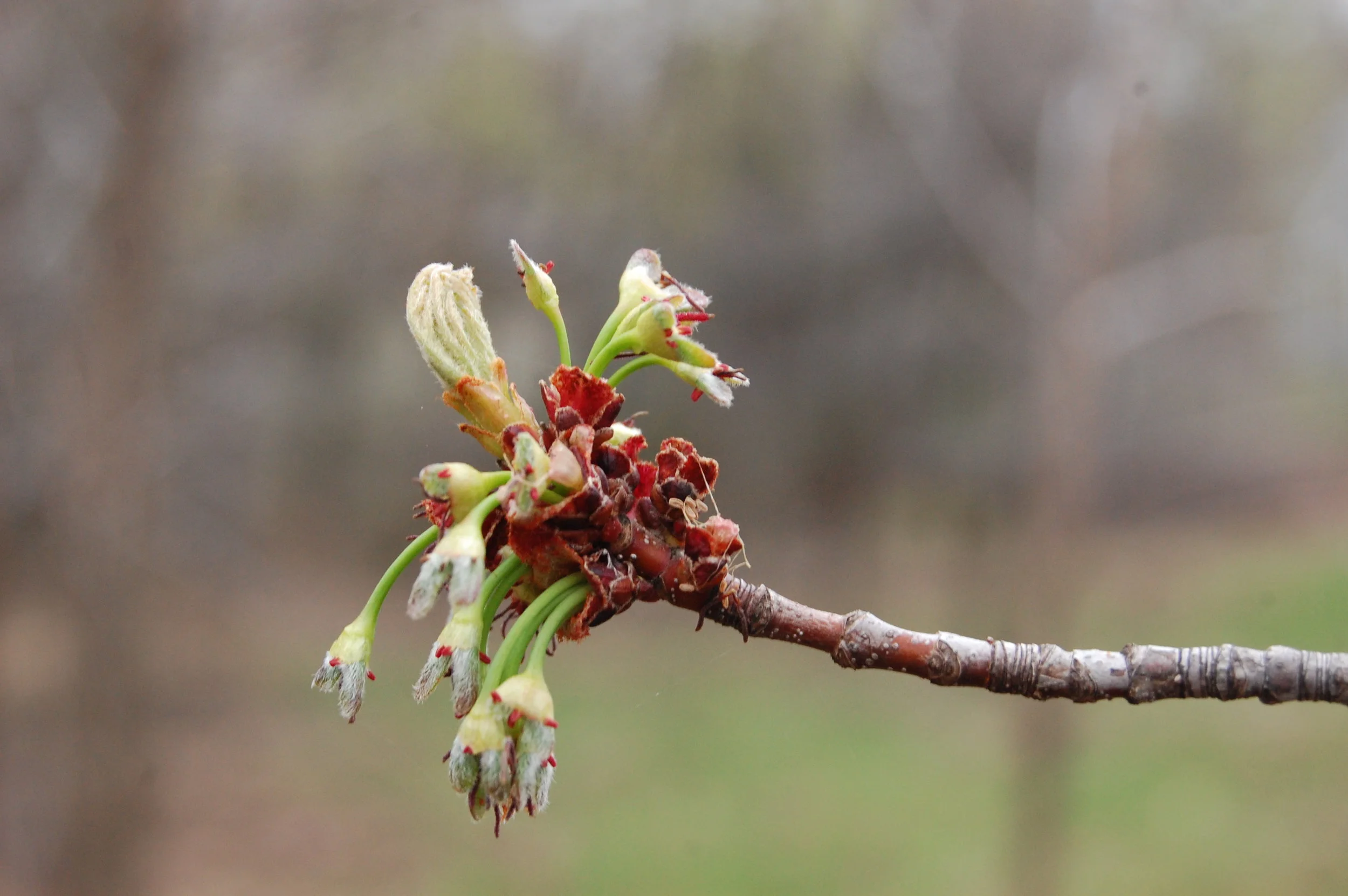 “ new leaves and early seeds on silver maple wp park 130509 closer ” by Eli Sagor is licensed under CC BY 2.0
