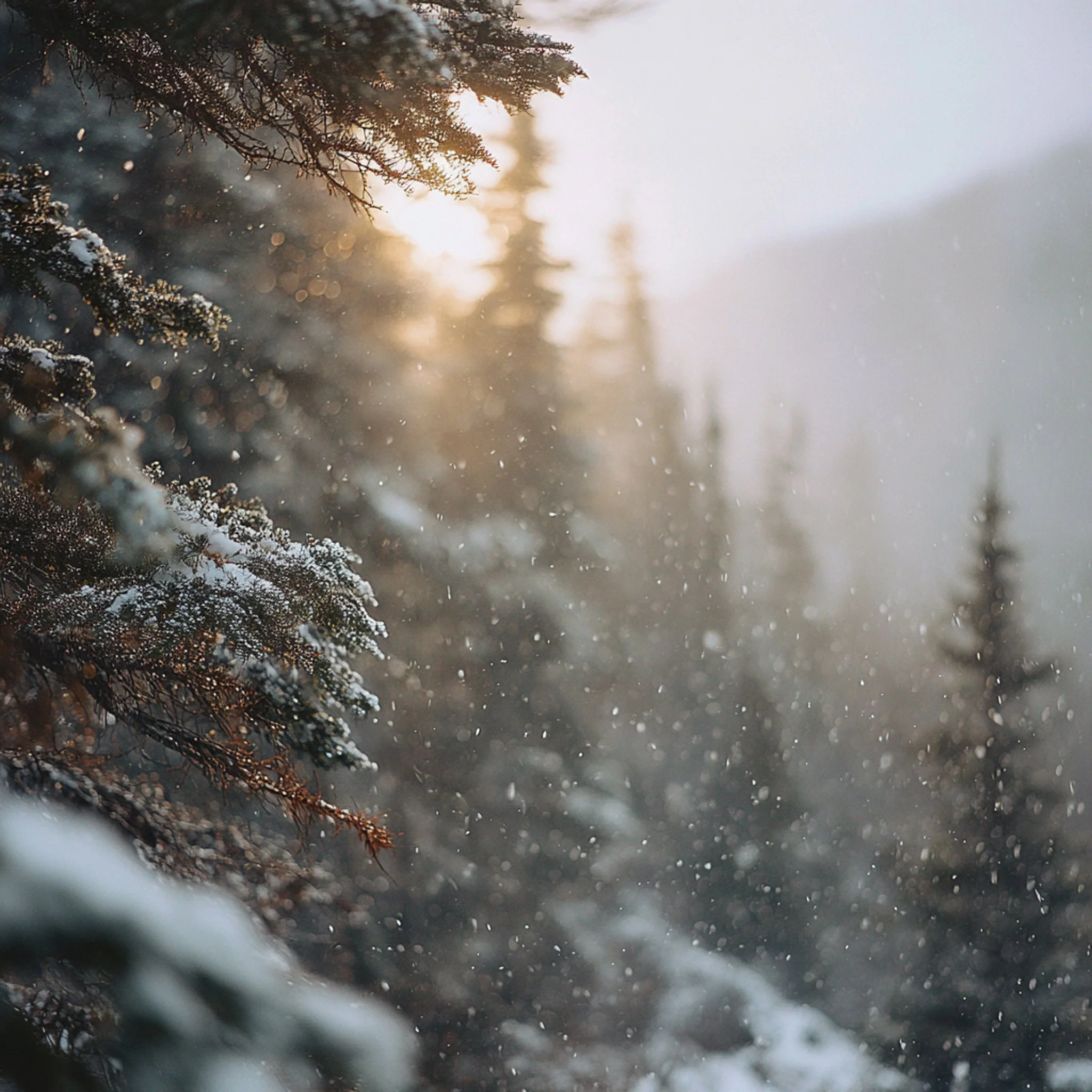 M&eacute;t&eacute;o Les Mains d'ici : matin enneig&eacute;, visibilit&eacute; douce, ambiance feutr&eacute;e. 😘