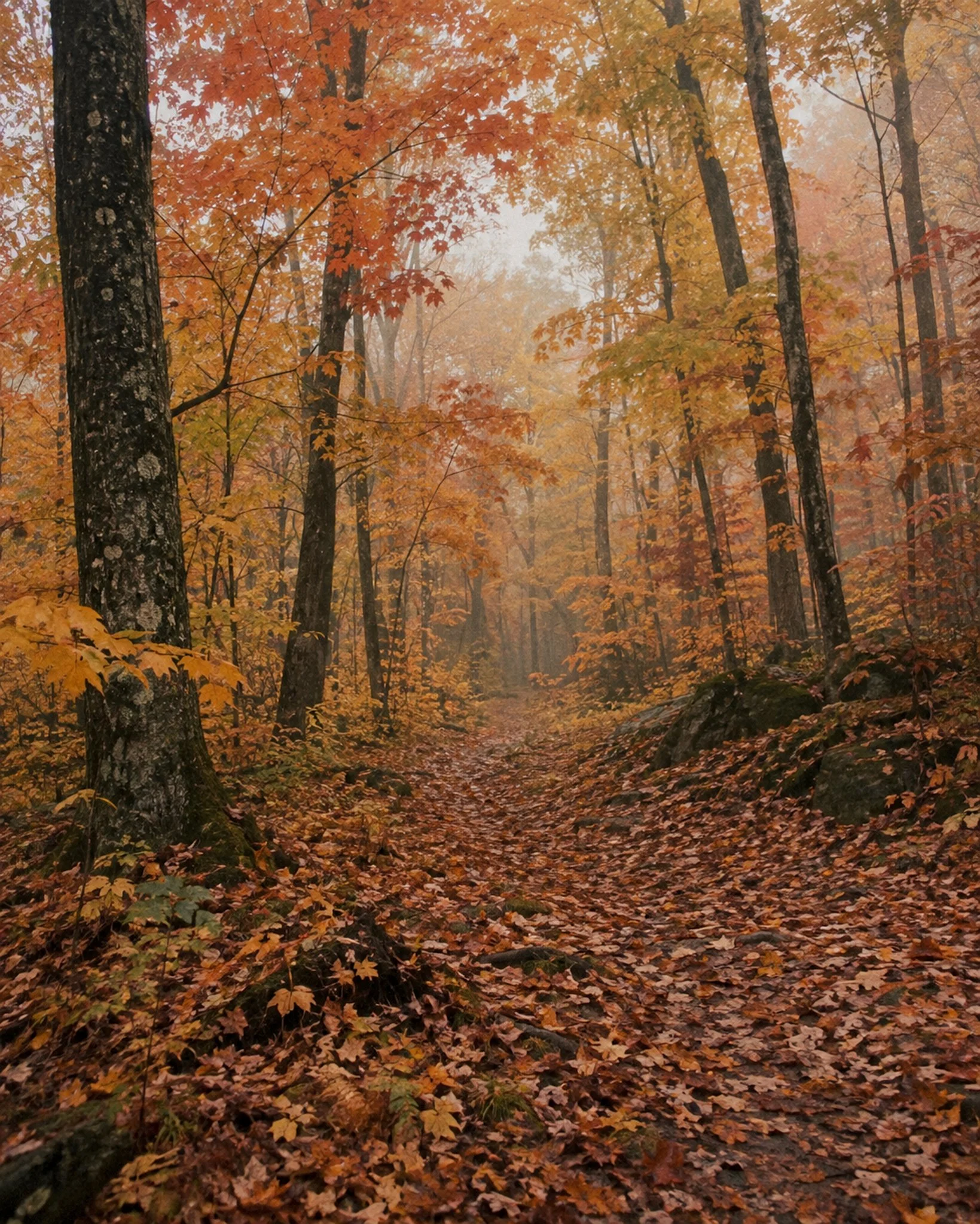 Il y a quelque chose de magique dans les randonn&eacute;es au Qu&eacute;bec quand les couleurs s&rsquo;installent. 🍂