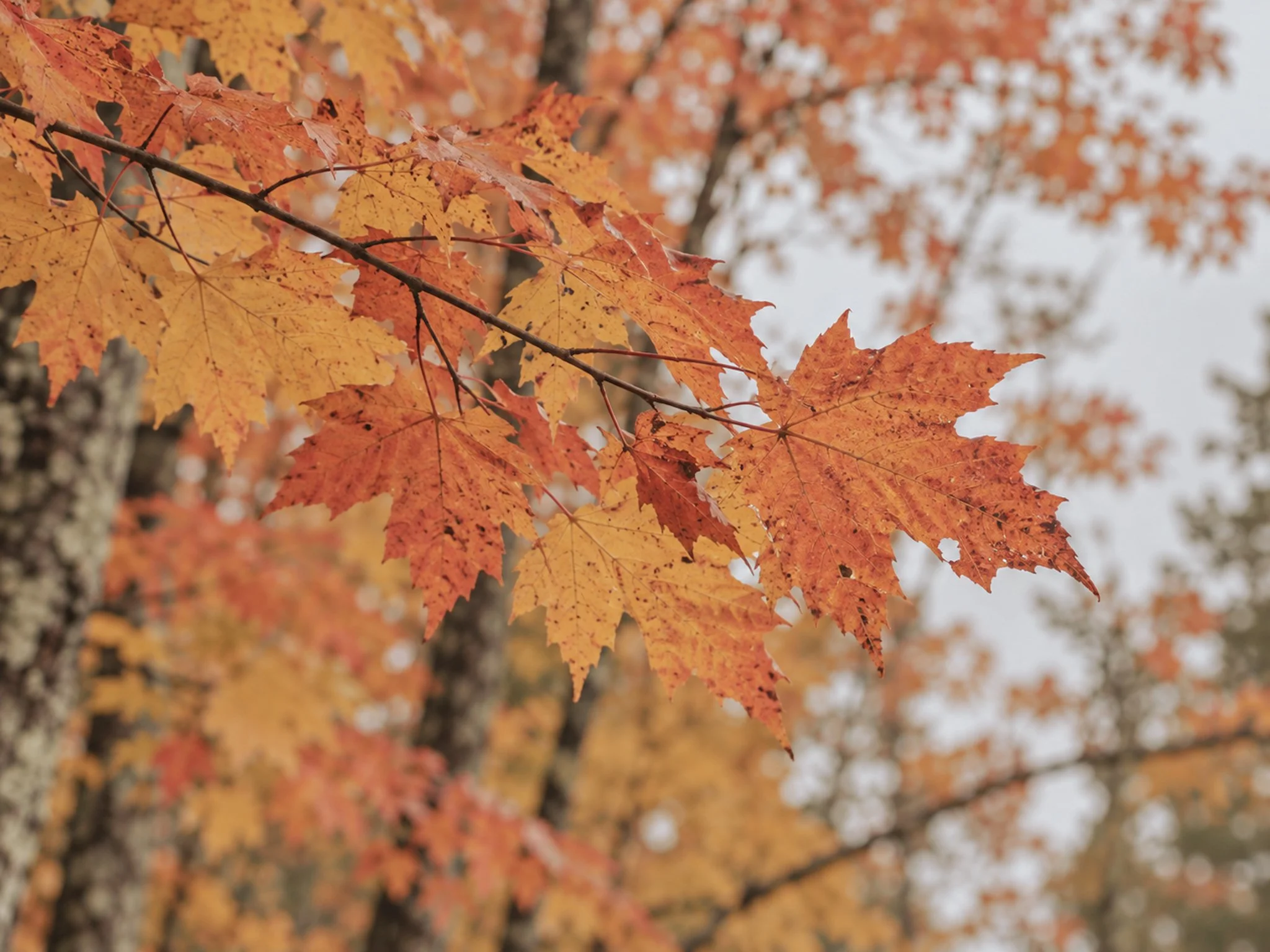 🍁
