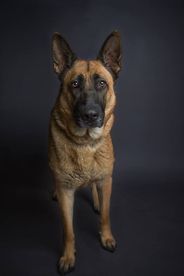 norcal german shepherd rescue