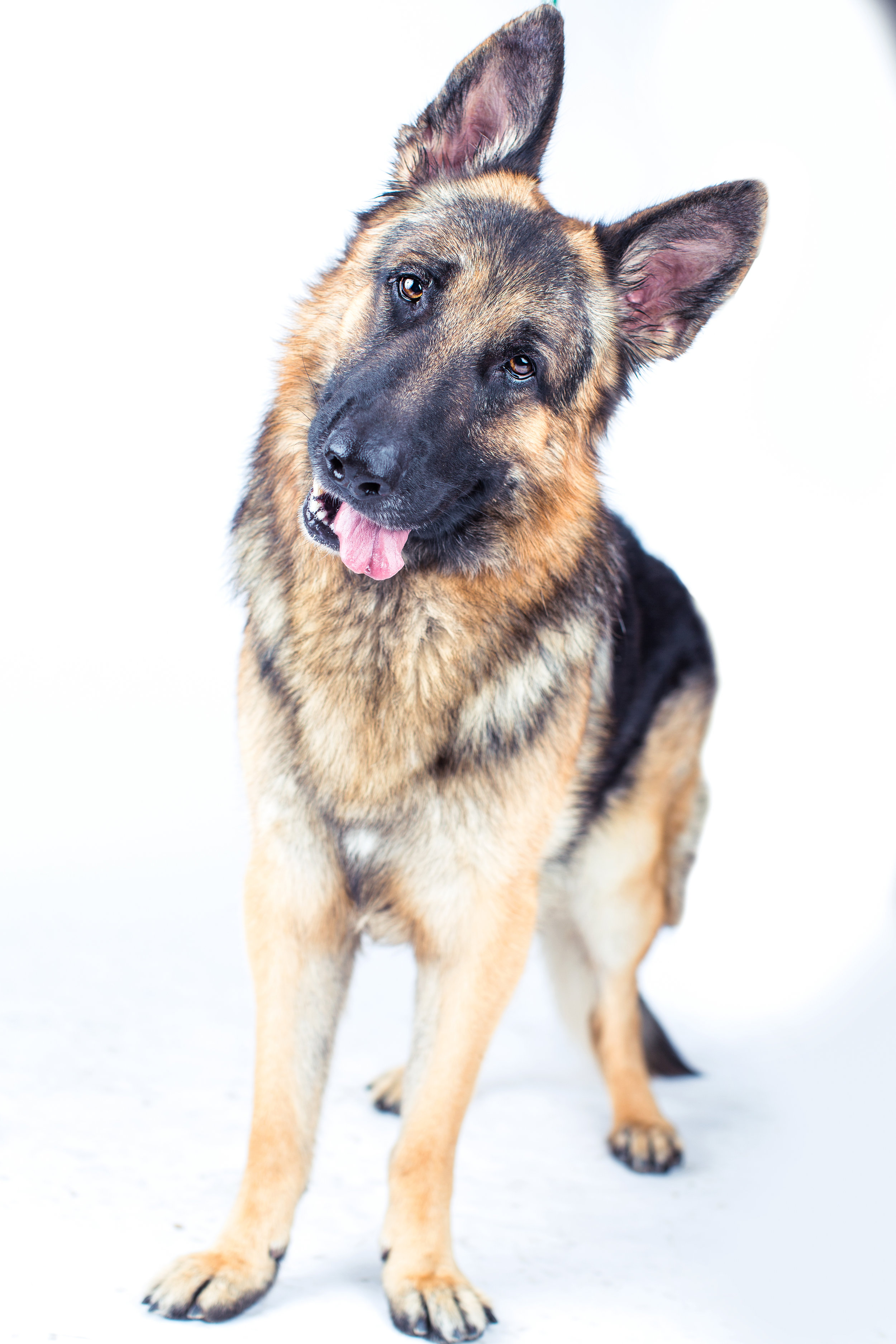 norcal german shepherd rescue