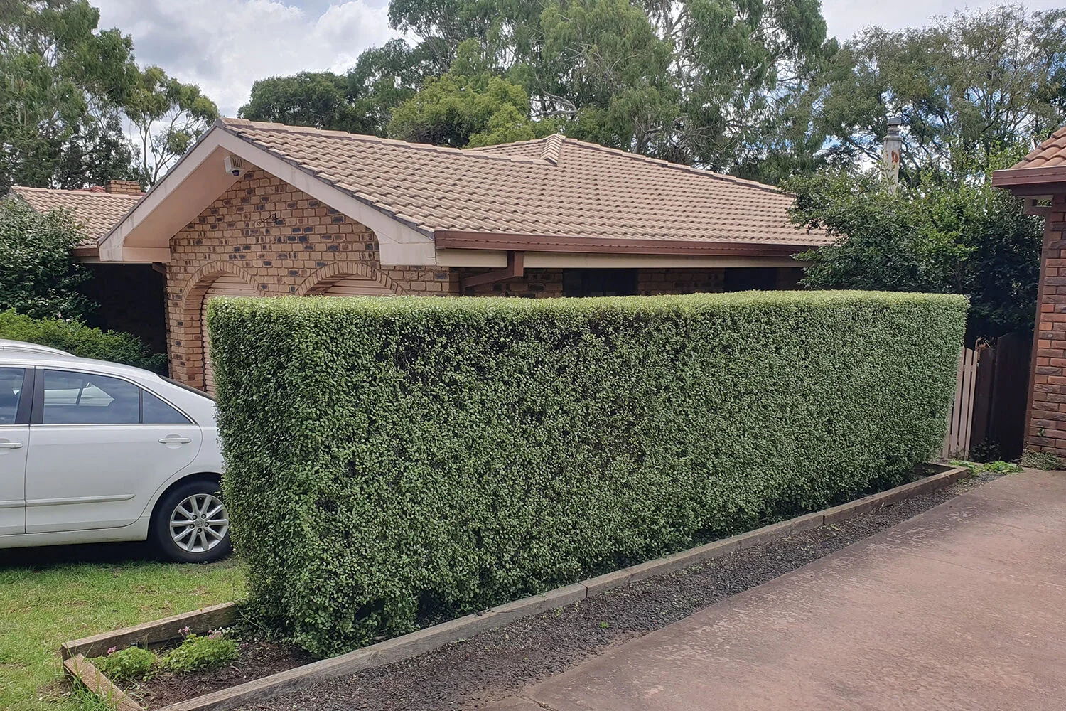 Hedge trim