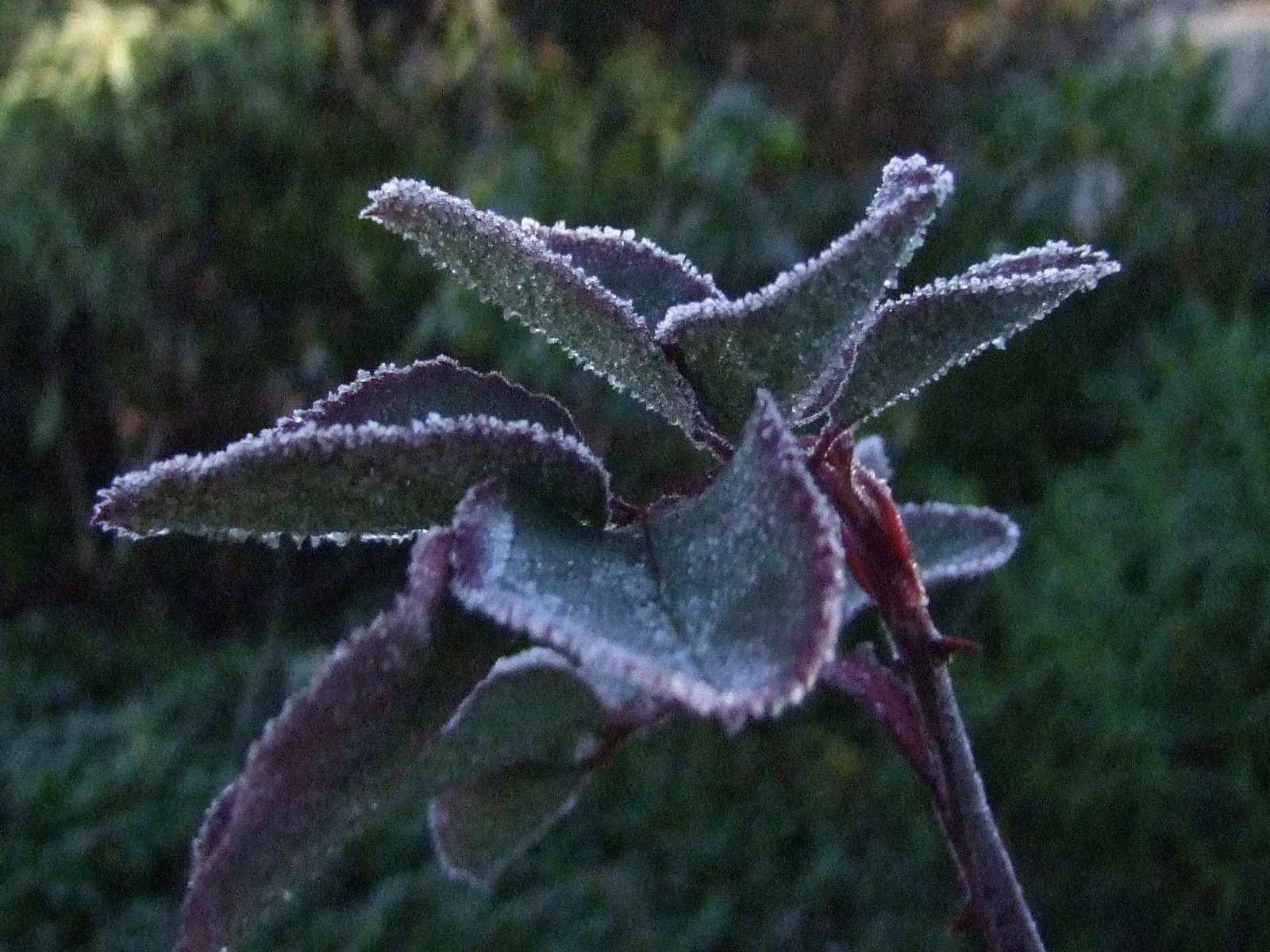 Frosty mornings