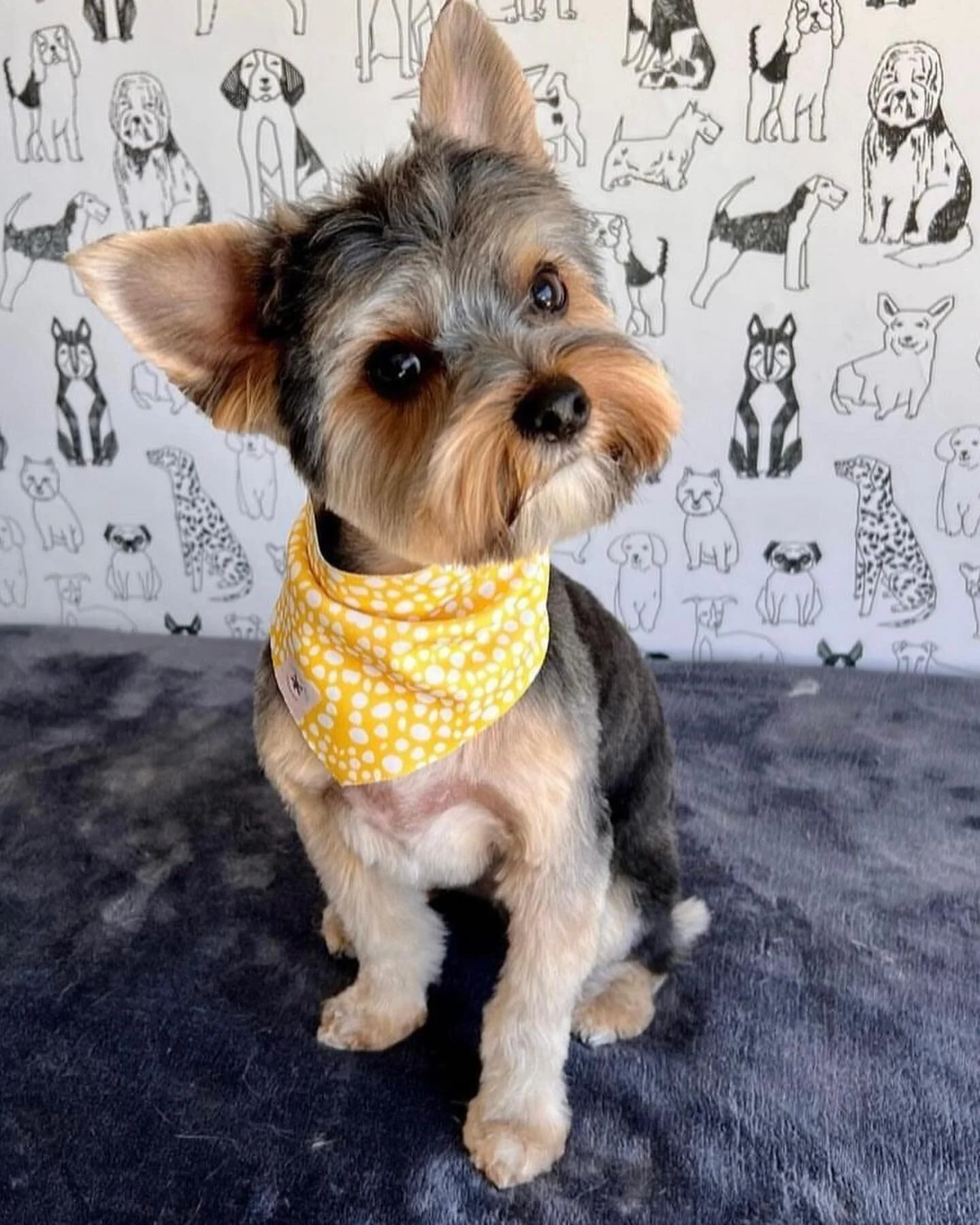 Our clients are ready for fall bandanas, but we&rsquo;re still drooling over these summer cuties 🐶☀️