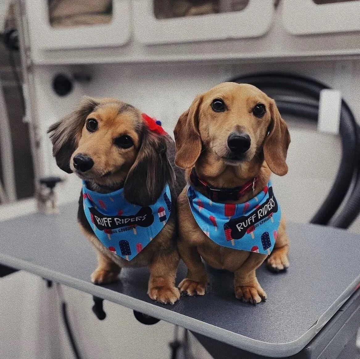 Grooming season is here 🫧 check out some of our June cuties! 🐶✨
