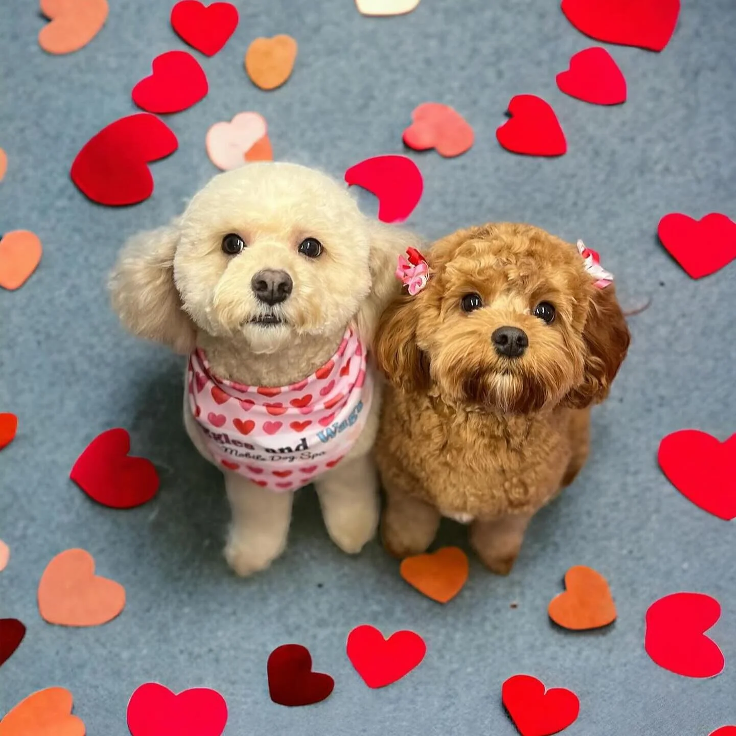 We&rsquo;re starting to see some Valentine doggies 🎀✨