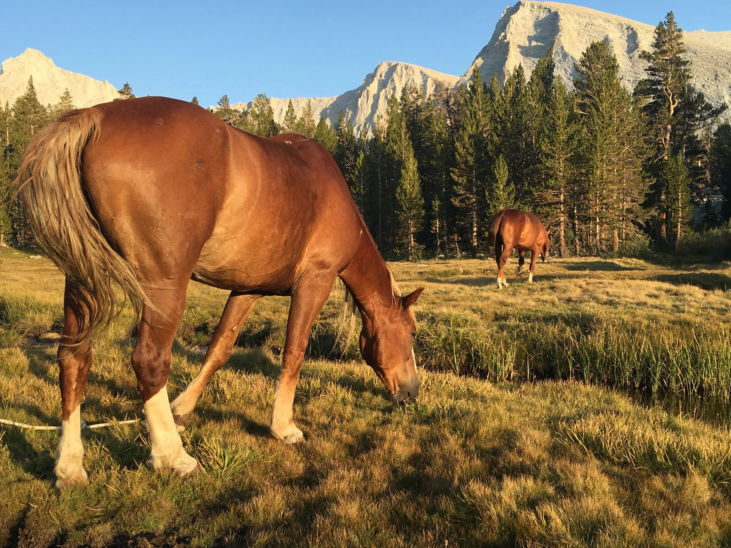 BR_two_horses.jpeg