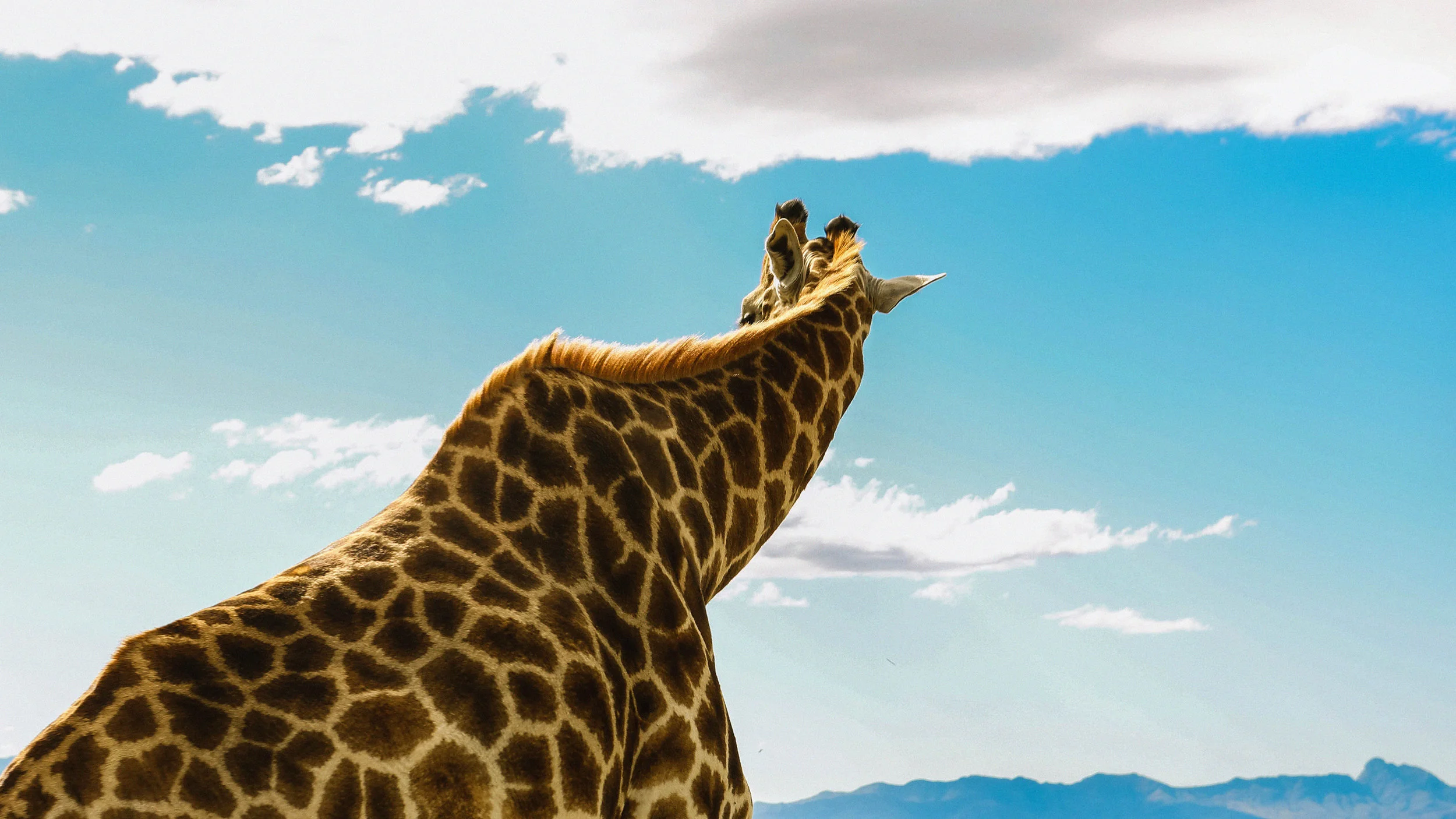 giraffe_2_SA.jpg