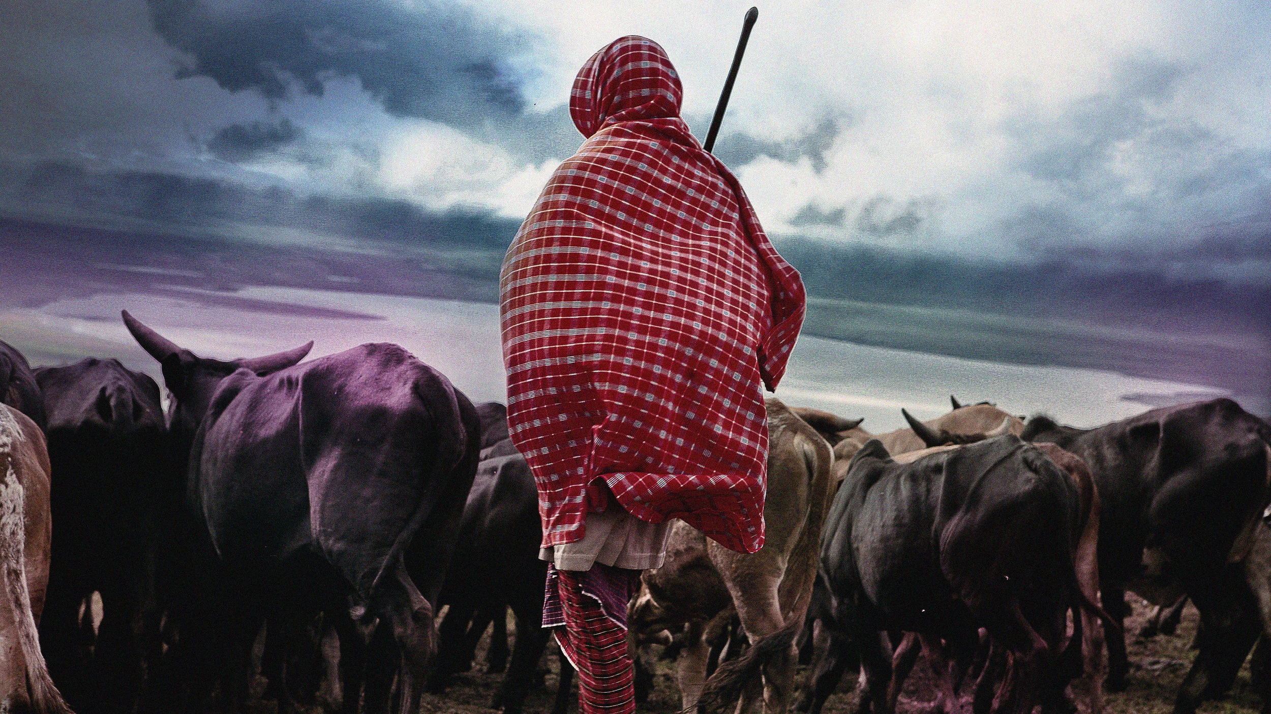 Shepherd_Arusha.jpg